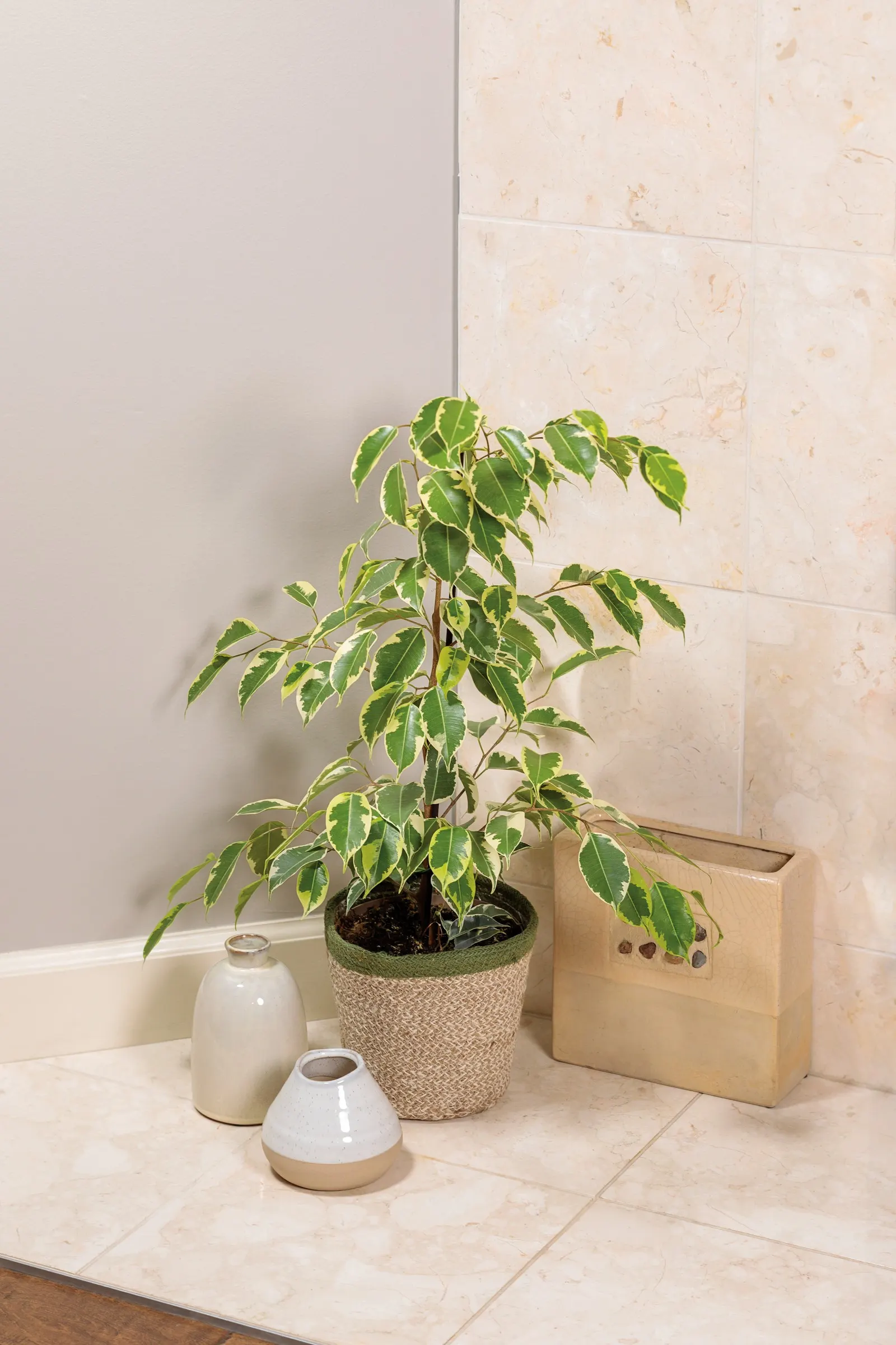 Over the Edge™ Weeping Fig (Ficus benjamina) — The Ficus benjamina is a graceful houseplant with glossy green leaves edged in creamy variegation and slender