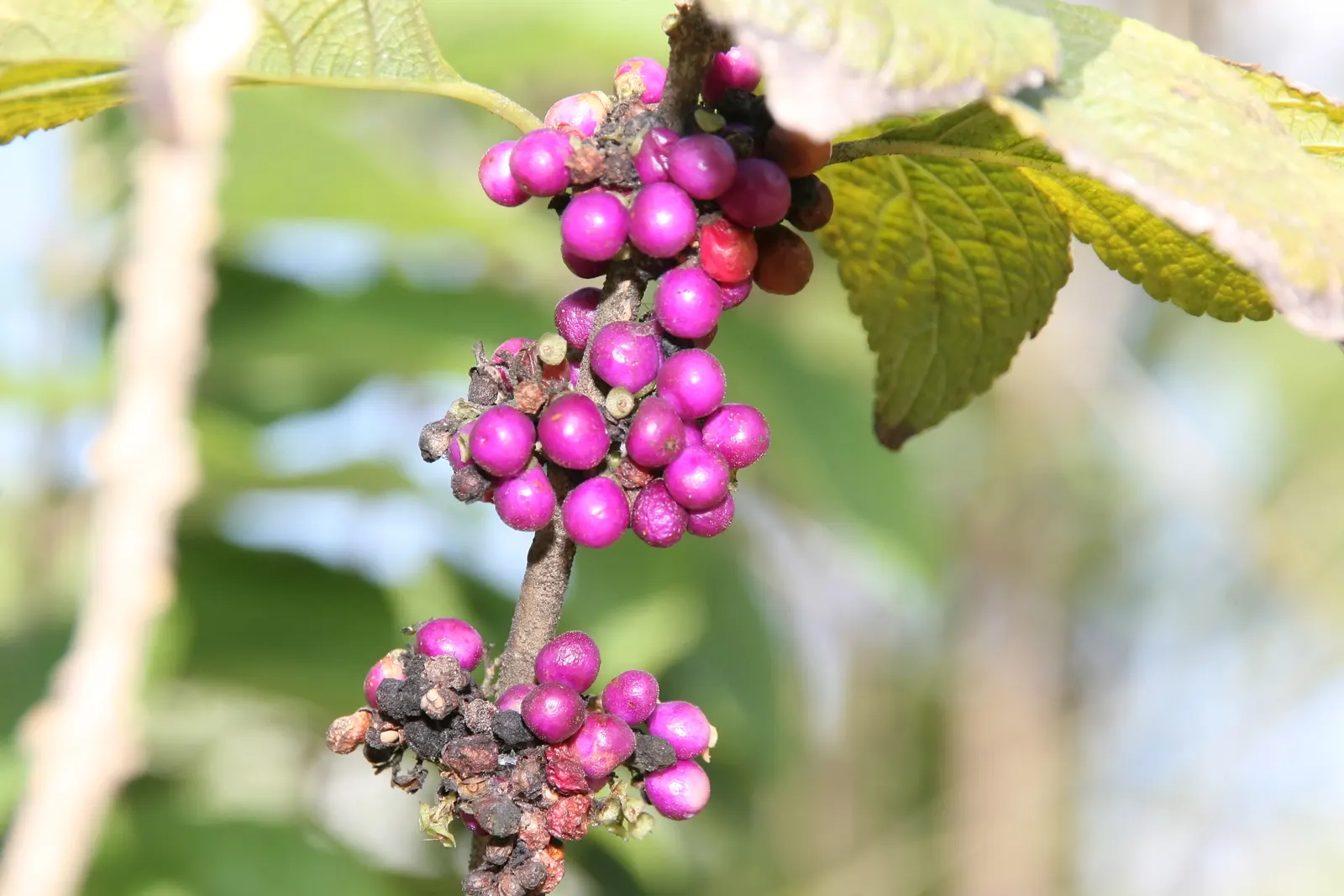 Beautyberry (Callicarpa Americana) — is a deciduous shrub renowned for its vivid purple berry clusters that encircle its stems; this plant typically matures to
