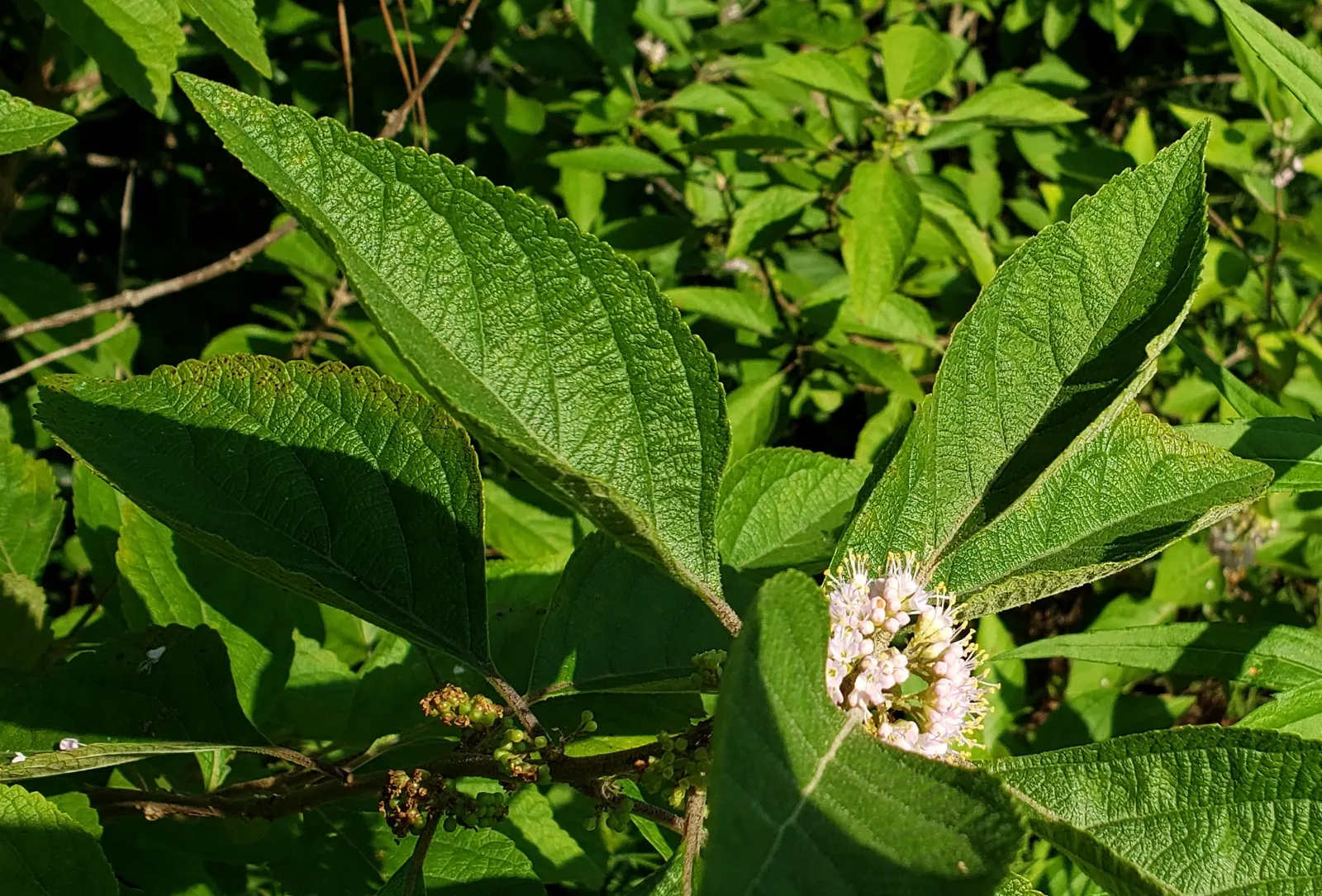 Beautyberry (Callicarpa Americana) — Callicarpa americana offers ecological benefits