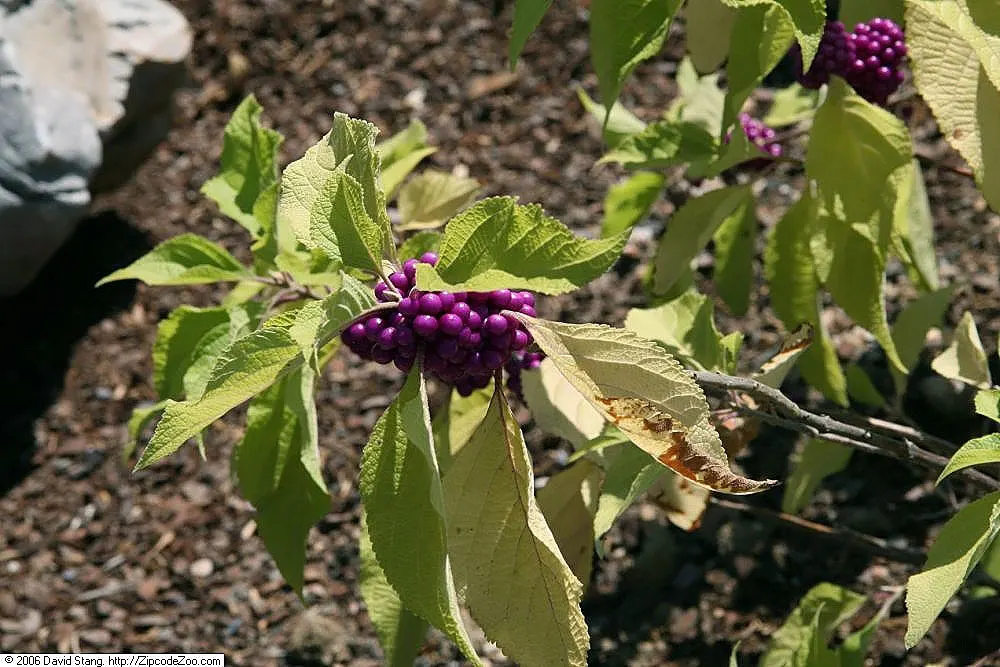 Beautyberry (Callicarpa Americana) — each approximately 1/8 to 1/4 inch in diameter