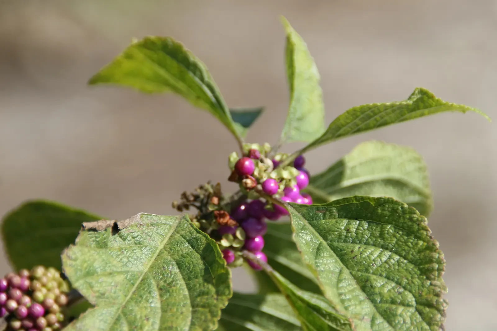 Beautyberry (Callicarpa Americana) — it's a magnet for birds and provides a low-maintenance; although it thrives best in well-drained soil with moderate