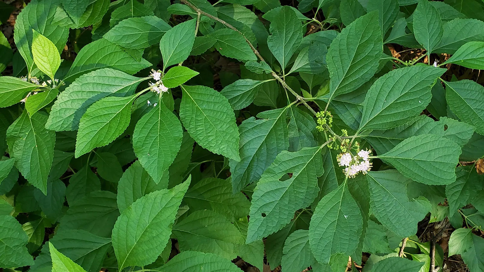 Beautyberry (Callicarpa Americana) — Beautyberry prefers full sun to partial shade and adapts well to a variety of soil types