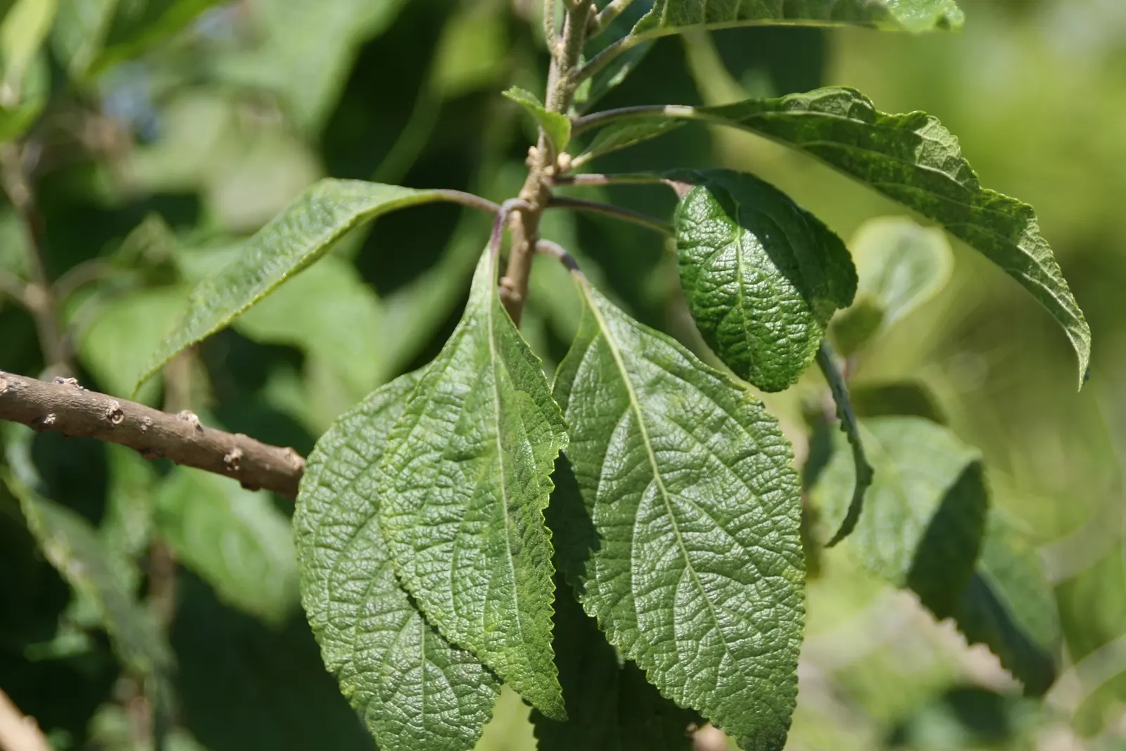 Beautyberry (Callicarpa Americana) — shrub for full or half