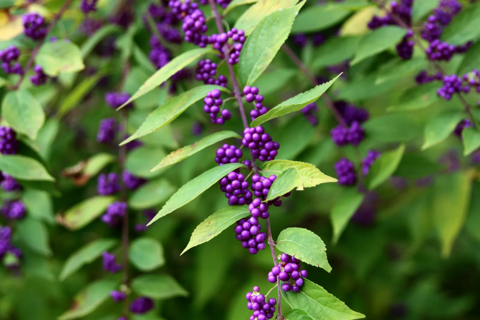 Beautyberry (Callicarpa Americana) — as the berries are a food source for birds and other wildlife