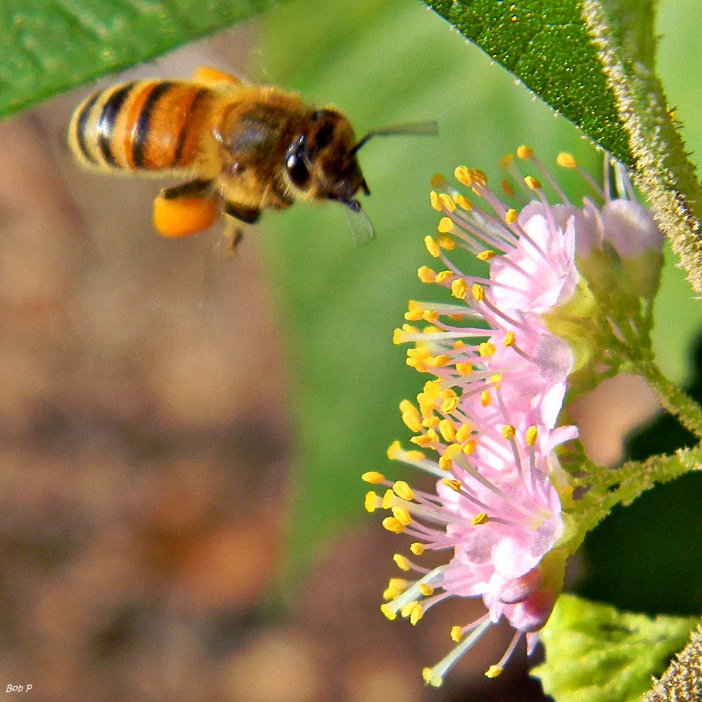 Beautyberry (Callicarpa Americana) — offering striking fall and winter interest