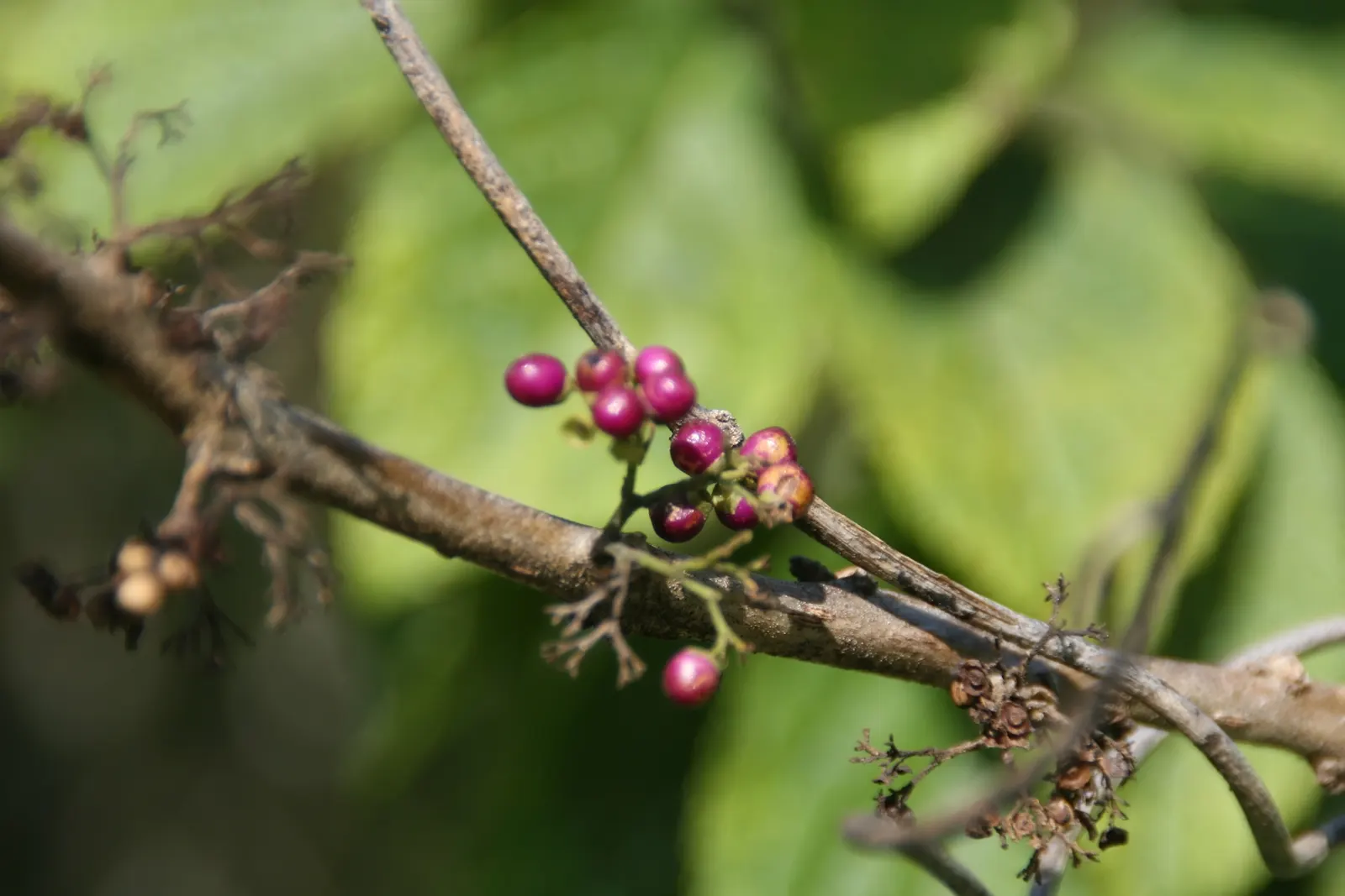 Beautyberry (Callicarpa Americana) — or use it as an accent in mixed borders for its seasonal color and texture
