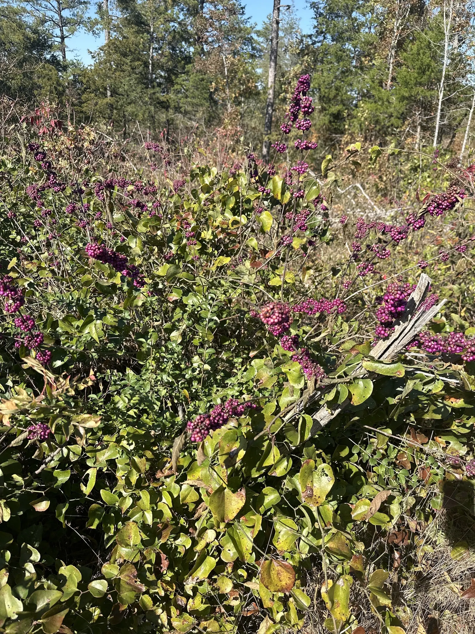 Beautyberry (Callicarpa Americana) — Typically reaching 3-5 feet in height and spread