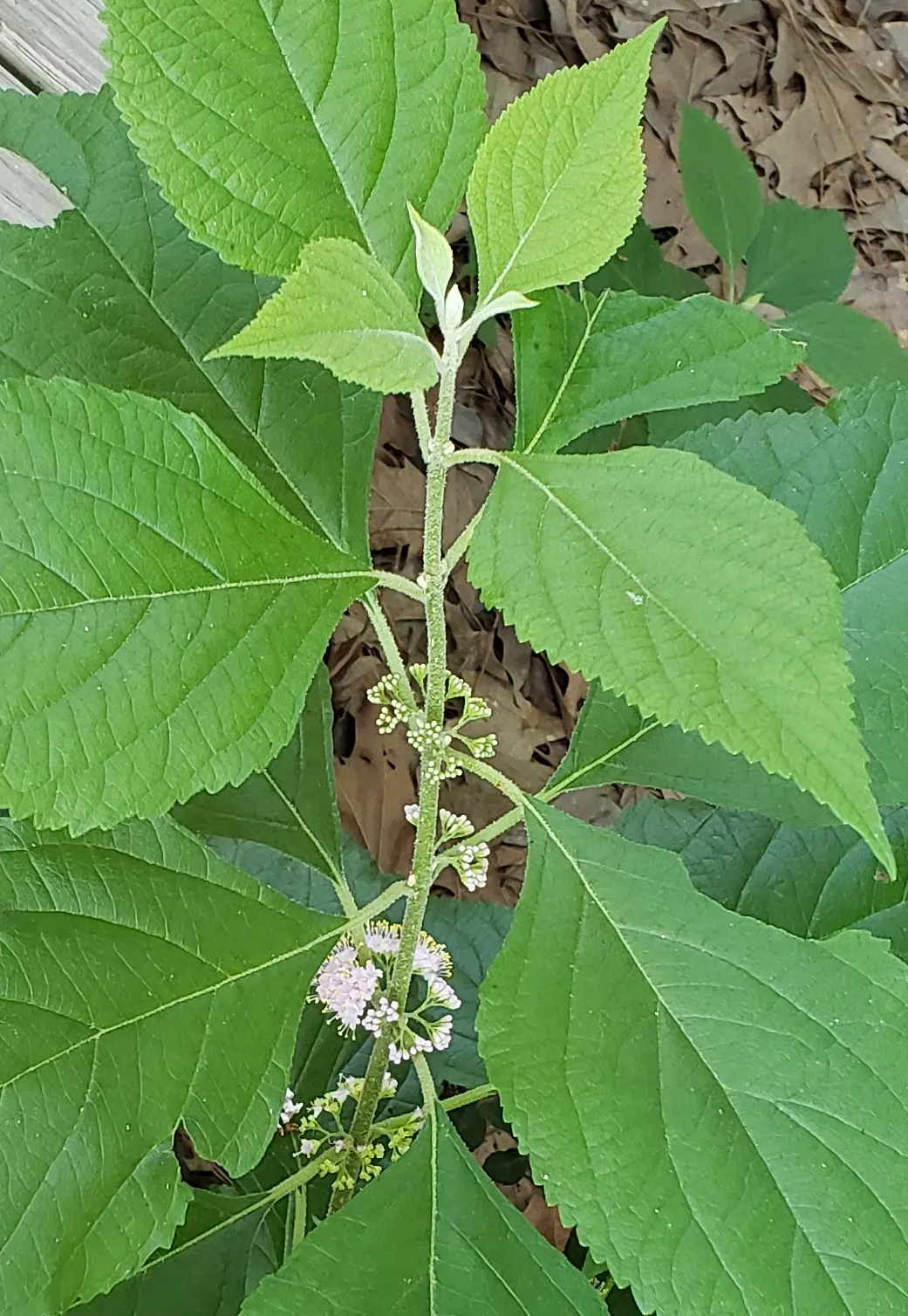 Beautyberry (Callicarpa Americana) — the Beautyberry comes into its full glory as it produces vivid clusters of glossy