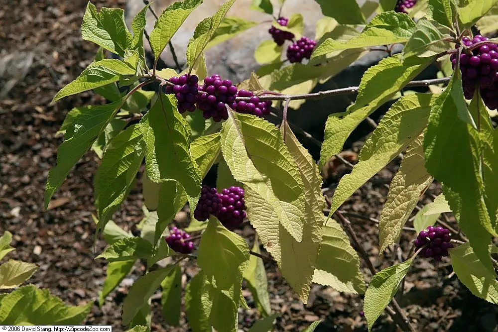 Beautyberry (Callicarpa Americana) — offering striking fall and winter interest; each approximately 1/8 to 1/4 inch in diameter