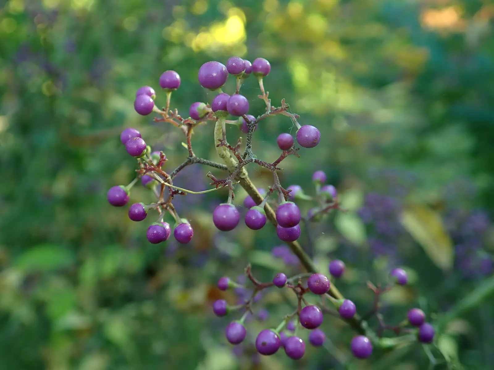 Beautyberry (Callicarpa Americana) — colorful accent in any garden design
