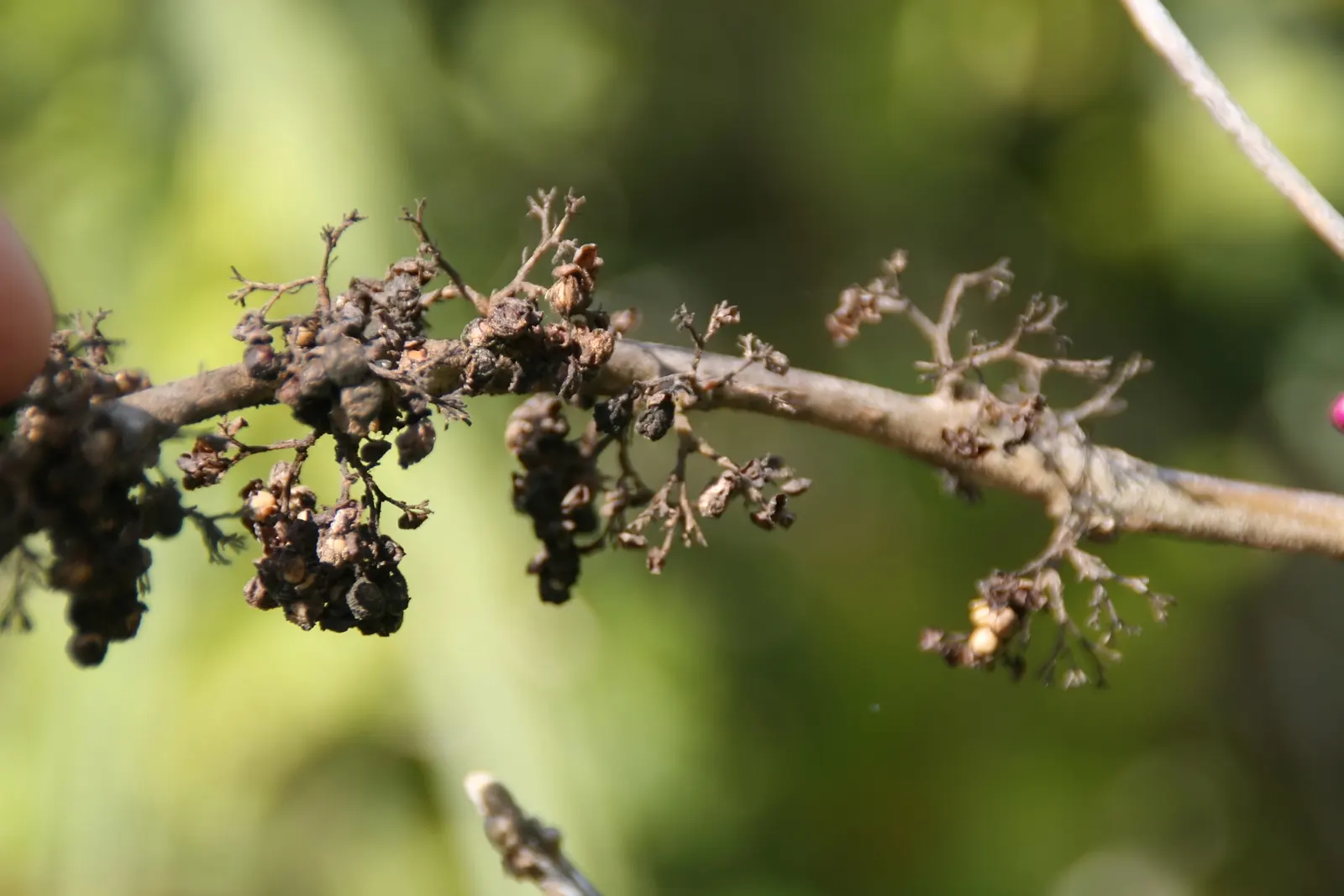 Beautyberry (Callicarpa Americana) — When integrating this plant into a garden design