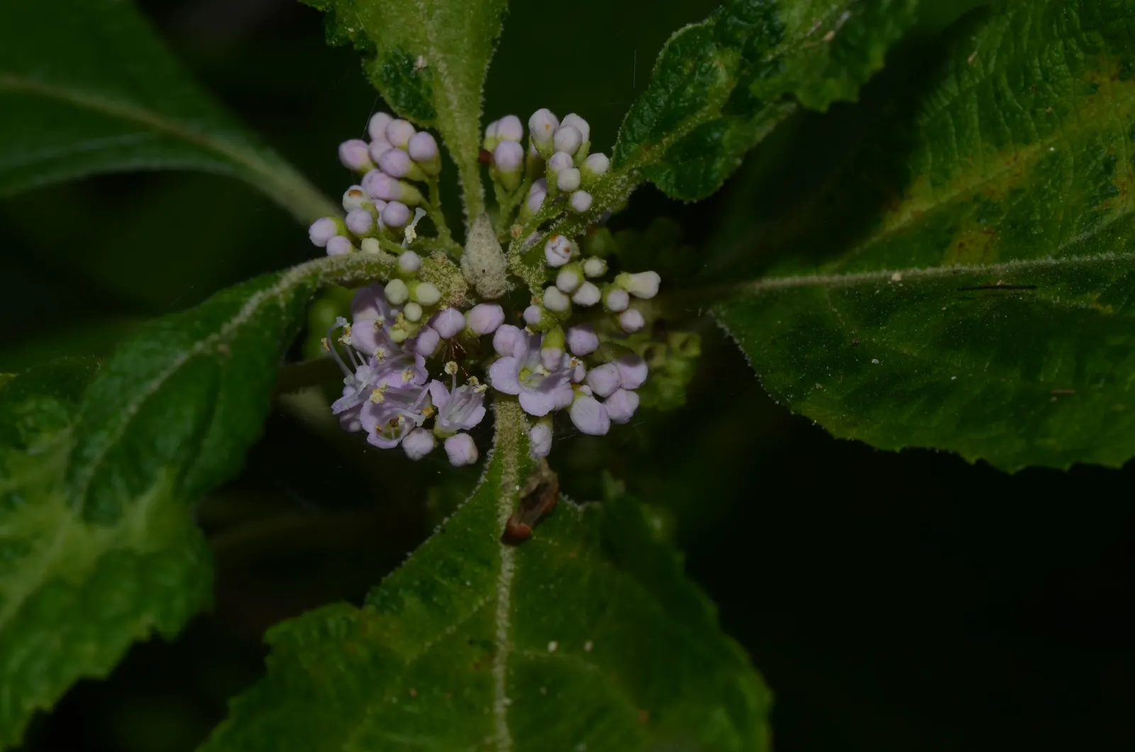 Beautyberry (Callicarpa Americana) — this plant typically matures to a size of 3 to 5 feet tall and wide
