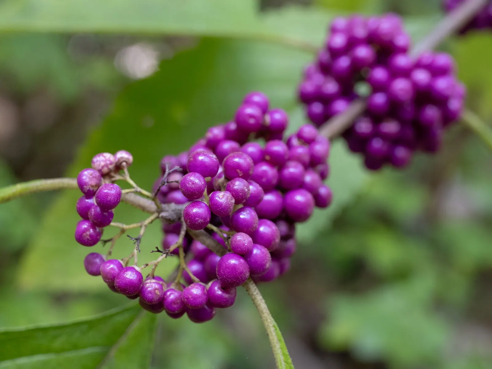 Beautyberry (Callicarpa Americana) — making it a versatile addition to any landscape design.<br><br>Flourishing in USDA hardiness zones 6 to 10