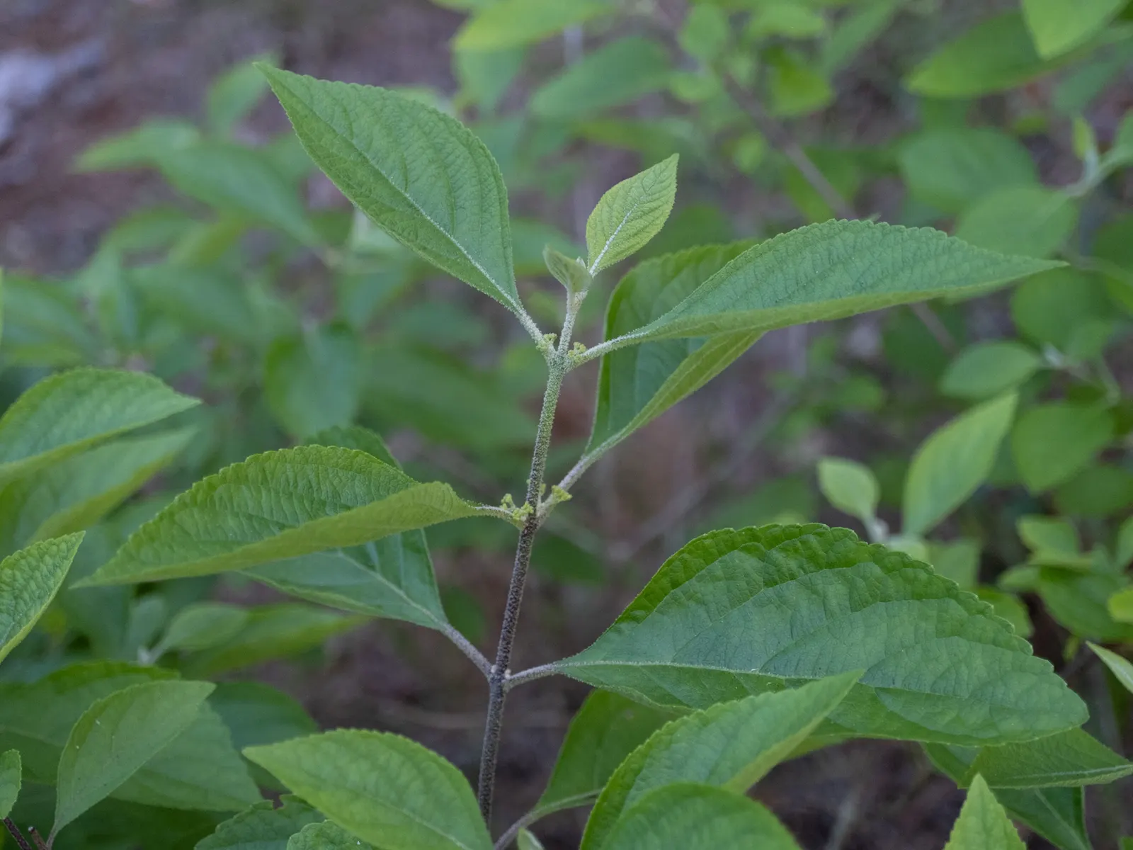 Beautyberry (Callicarpa Americana) — commonly known as Beautyberry; it thrives in USDA zones 6-10 and prefers full sun to partial shade with well-drained soil