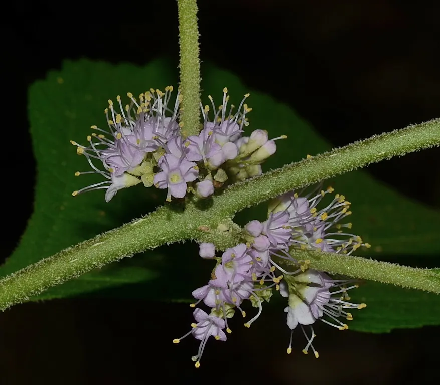 Beautyberry (Callicarpa Americana) — is a striking deciduous shrub renowned for its vibrant display of purple berries; native to the southeastern United States