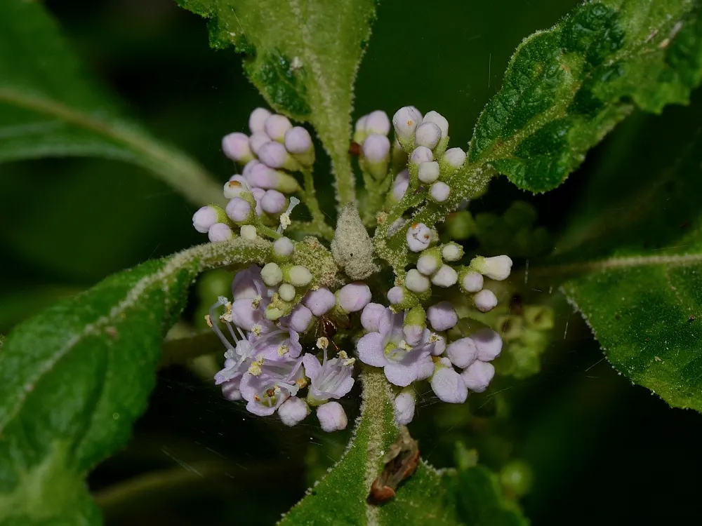 Beautyberry (Callicarpa Americana) — although it thrives best in well-drained soil with moderate moisture