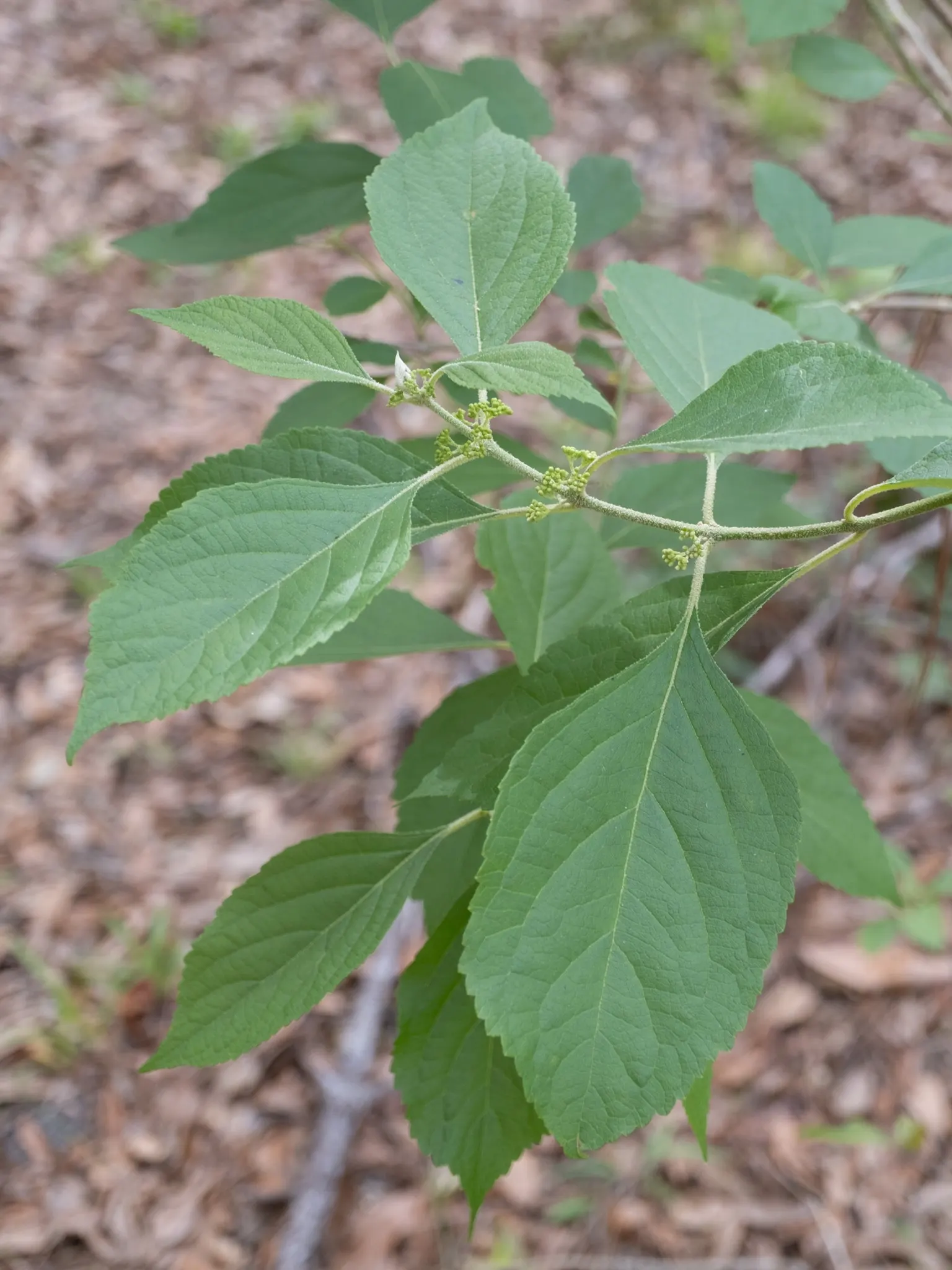 Beautyberry (Callicarpa Americana) — consider mass plantings for a dramatic effect