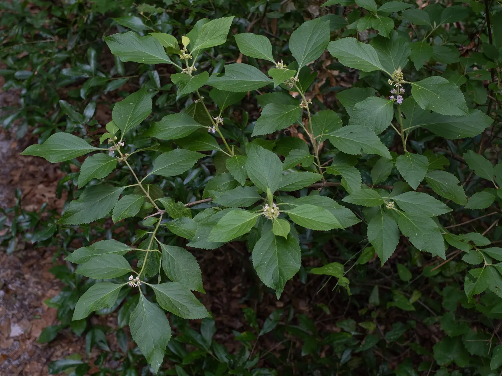Beautyberry (Callicarpa Americana) — scientifically known as Callicarpa americana