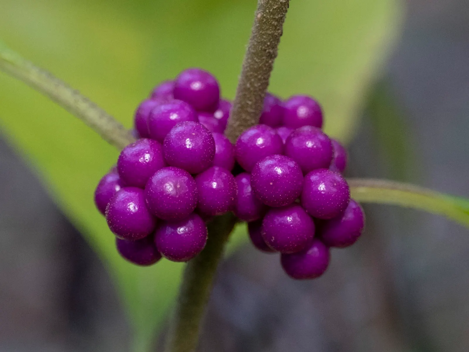 Beautyberry (Callicarpa Americana) — is a deciduous shrub renowned for its vivid purple berry clusters that encircle its stems