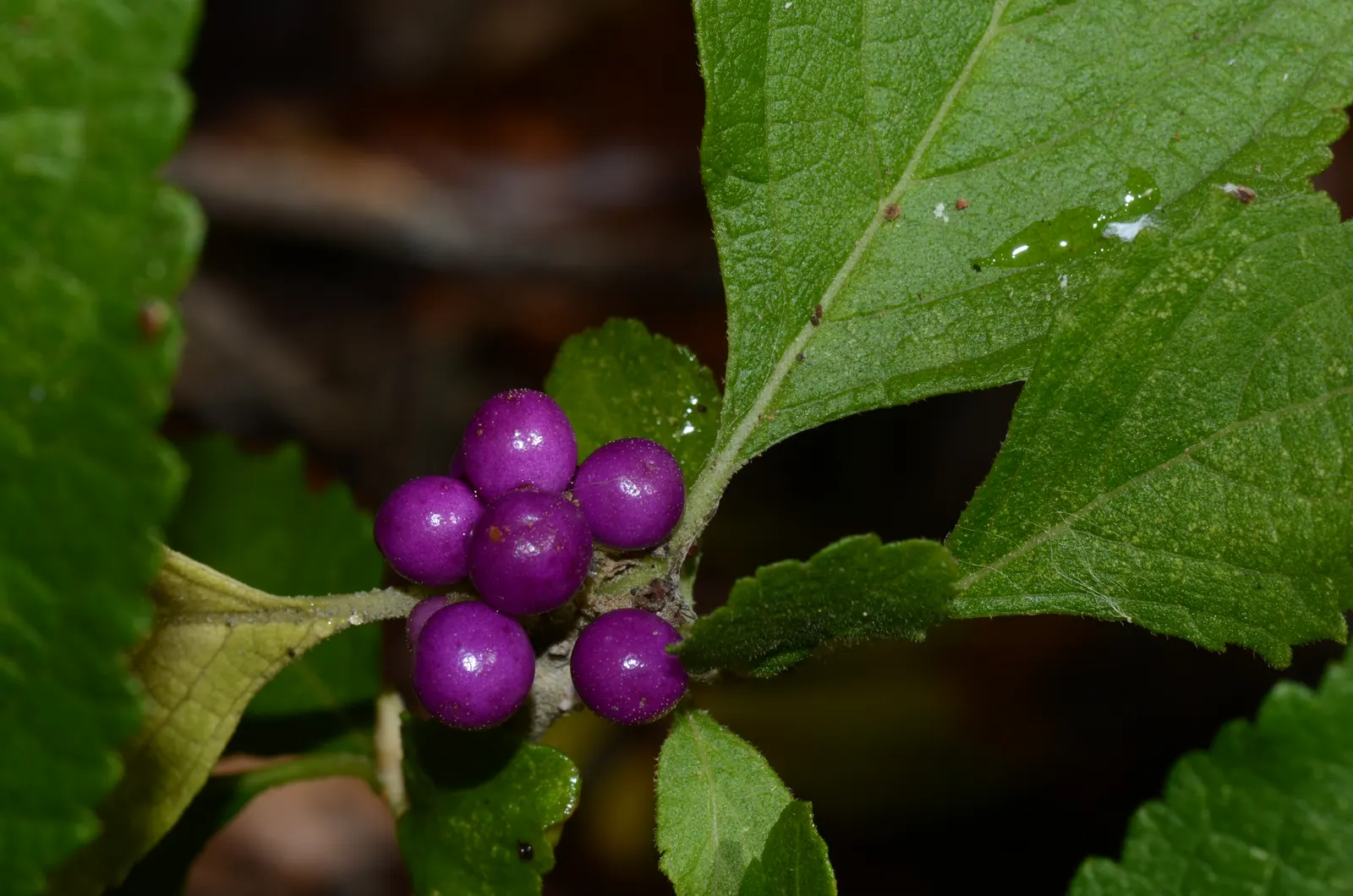 Beautyberry (Callicarpa Americana) — it's a magnet for birds and provides a low-maintenance