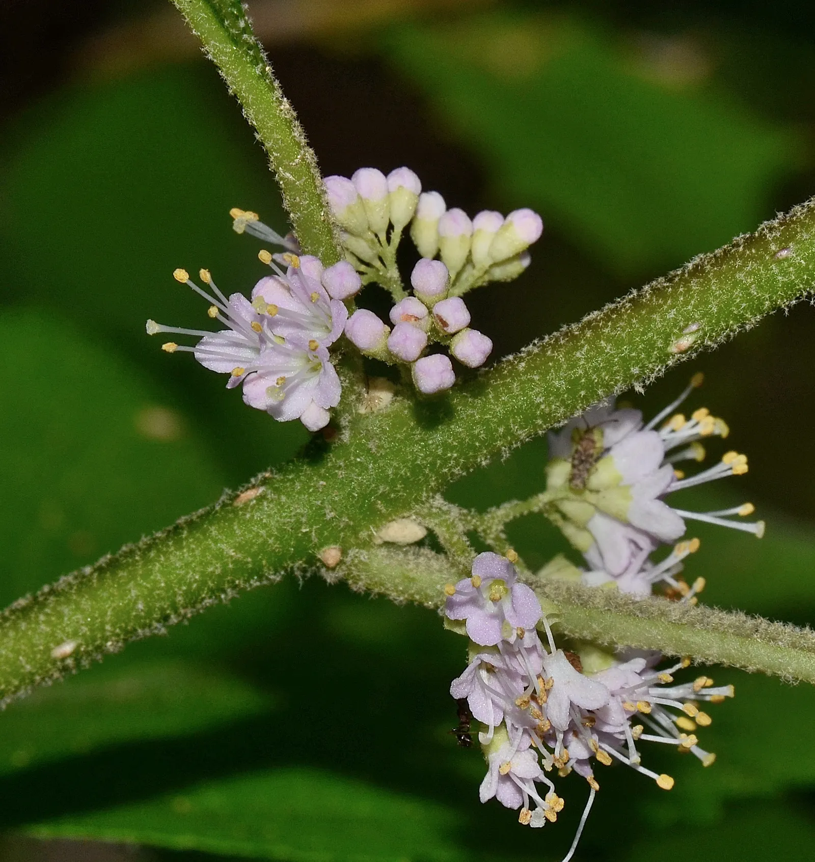 Beautyberry (Callicarpa Americana) — is a striking deciduous shrub renowned for its vibrant display of purple berries