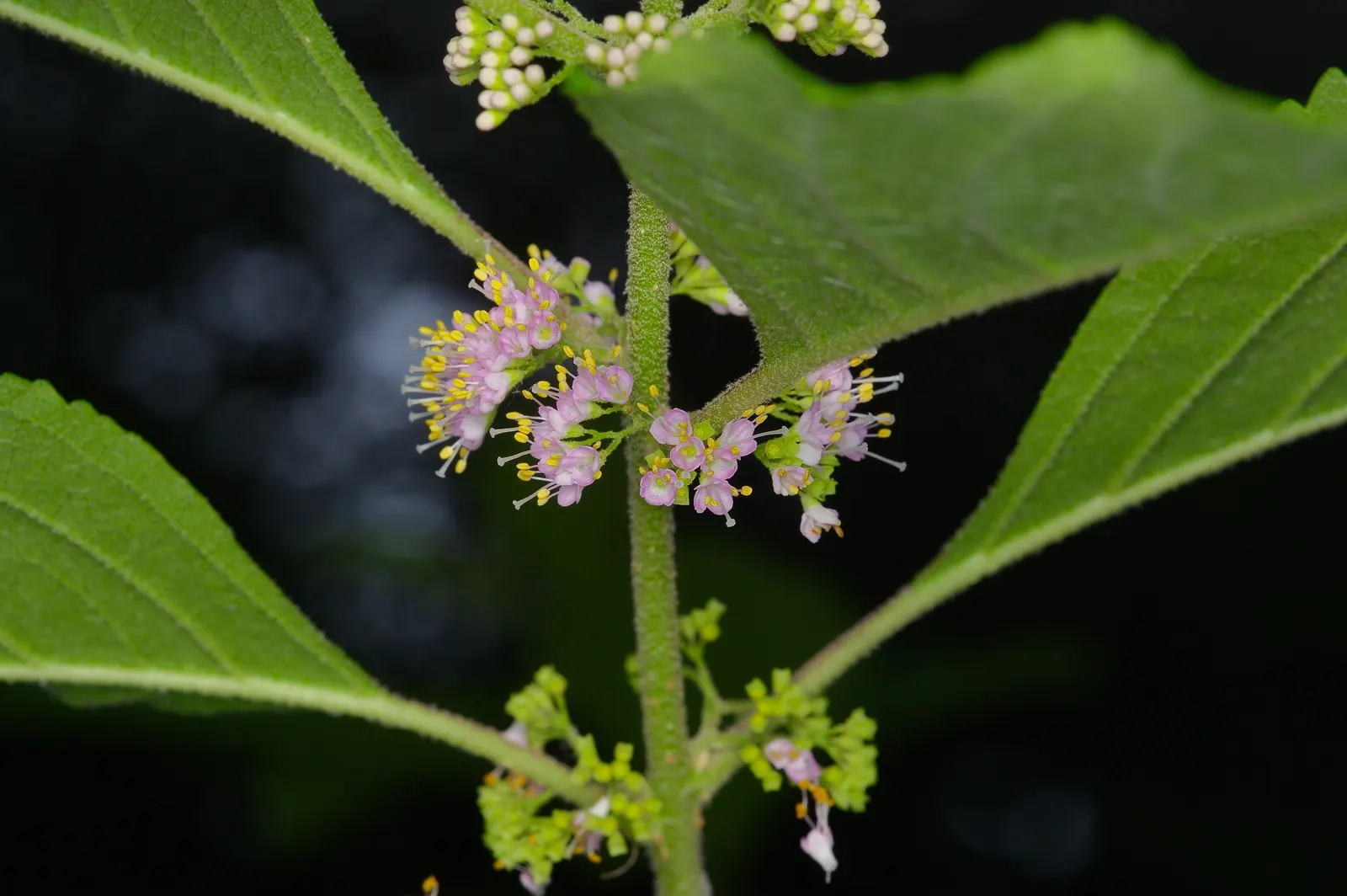 Beautyberry (Callicarpa Americana) — which are modest in comparison to the showy fruit that follows.<br><br>By late summer to fall