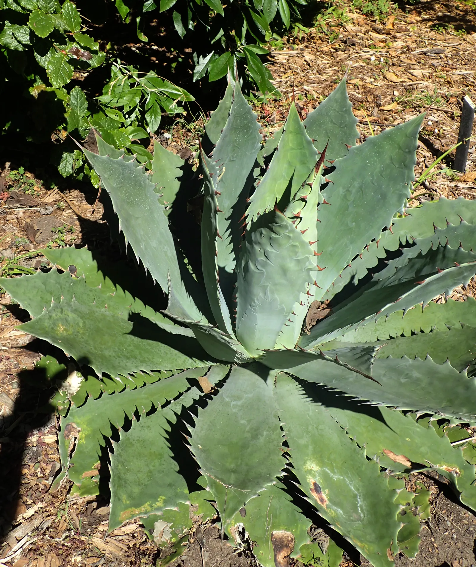 Seemann's Agave (Agave seemanniana) — producing a spectacular up to 20-foot flower spike