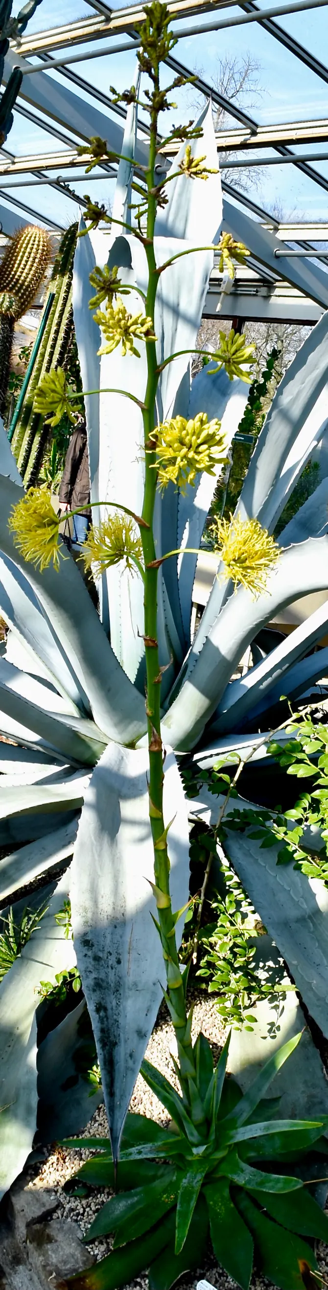 Seemann's Agave (Agave seemanniana) — Ideal for xeriscaping, it thrives in USDA Zones 8-11, requiring full sun and well-draining soil
