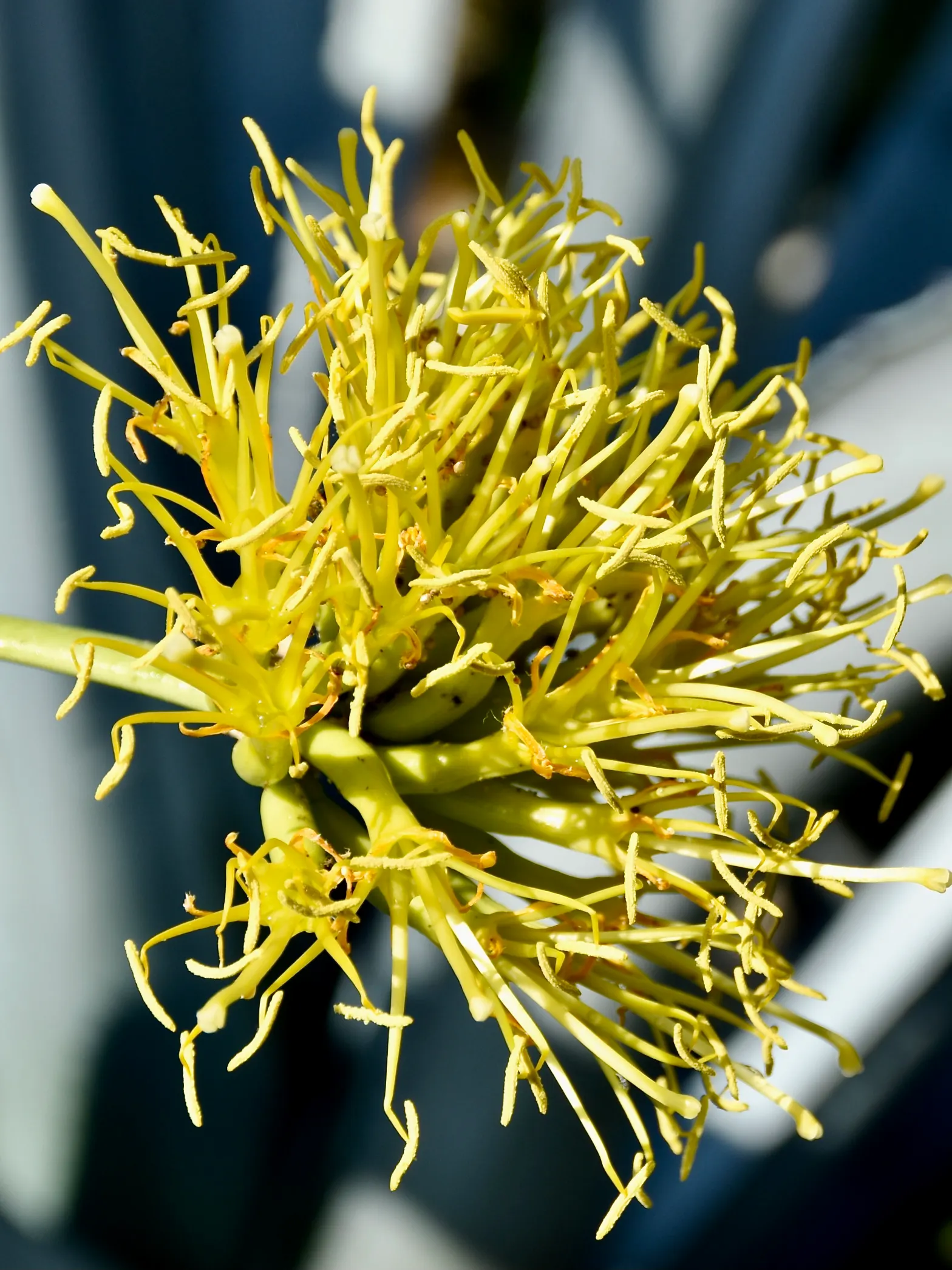 Seemann's Agave (Agave seemanniana) — Its rosettes span up to 3 feet, with broad, blue-green leaves armed with marginal teeth and a terminal spine