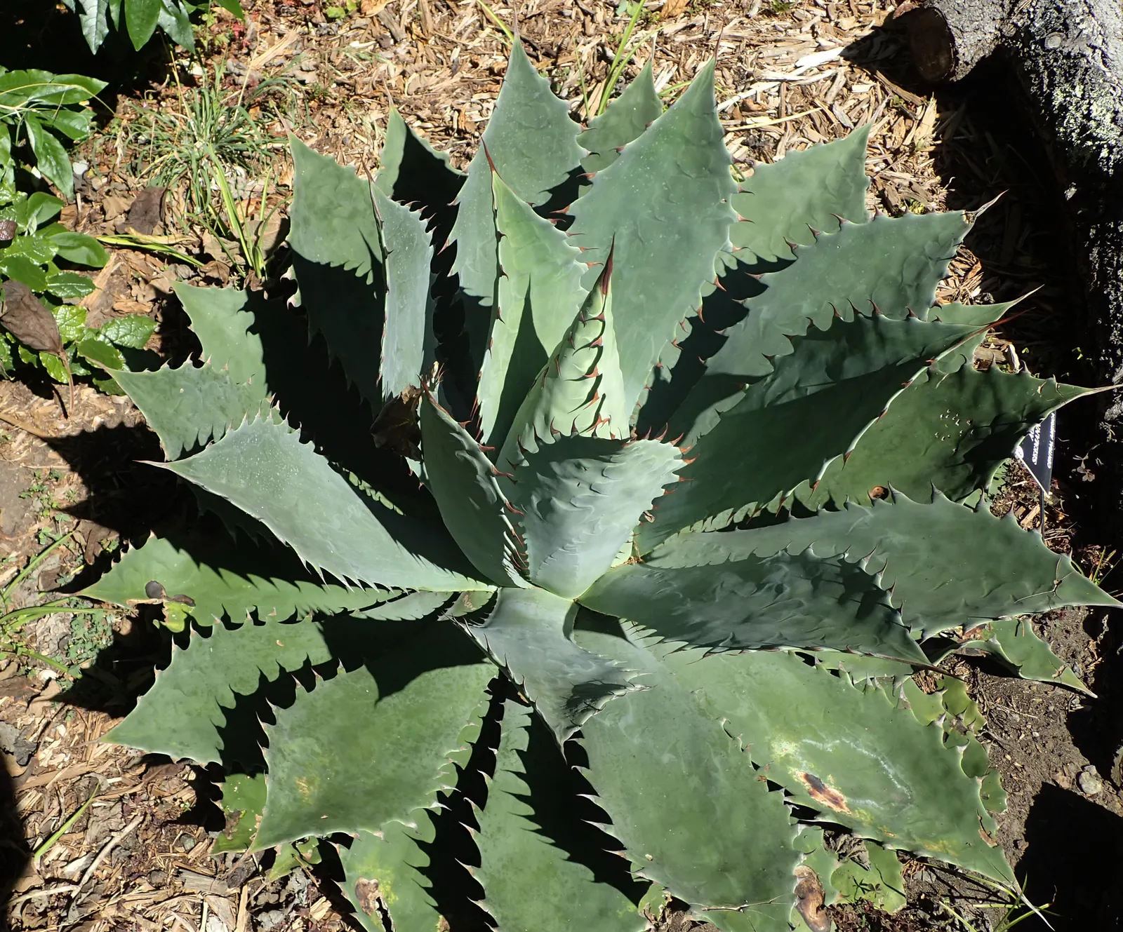 Seemann's Agave (Agave seemanniana) — This low-maintenance species adds a sculptural element to landscapes and blooms once