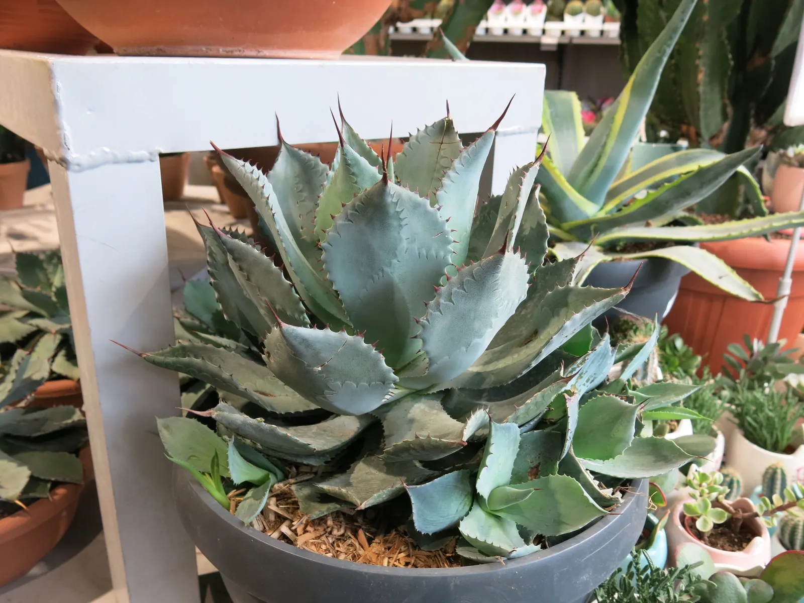 Seemann's Agave (Agave seemanniana) — Seemann's Agave (Agave seemanniana) is a hardy, drought-tolerant perennial