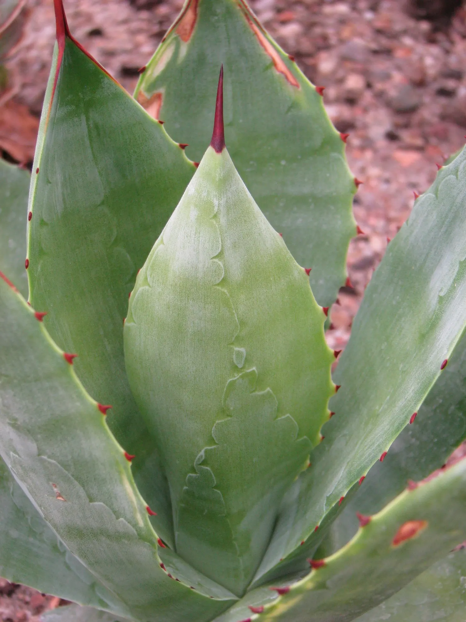 Seemann's Agave (Agave seemanniana) — each spanning up to 2 to 3 feet long and 4 to 6 inches wide