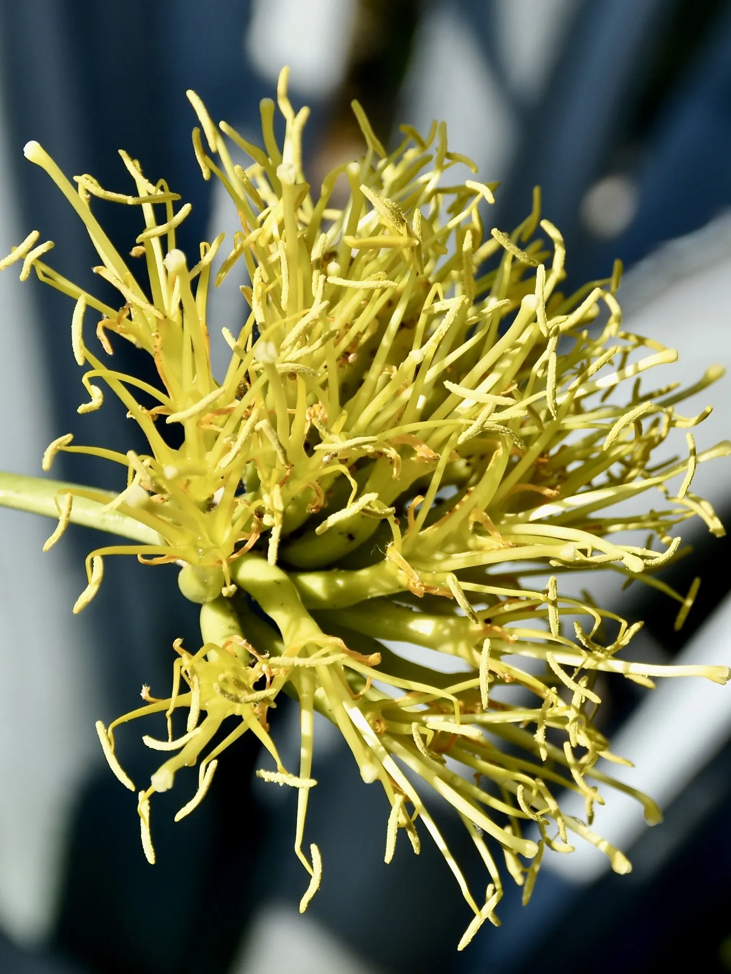 Seemann's Agave (Agave seemanniana) — preferring full sun exposure to part shade