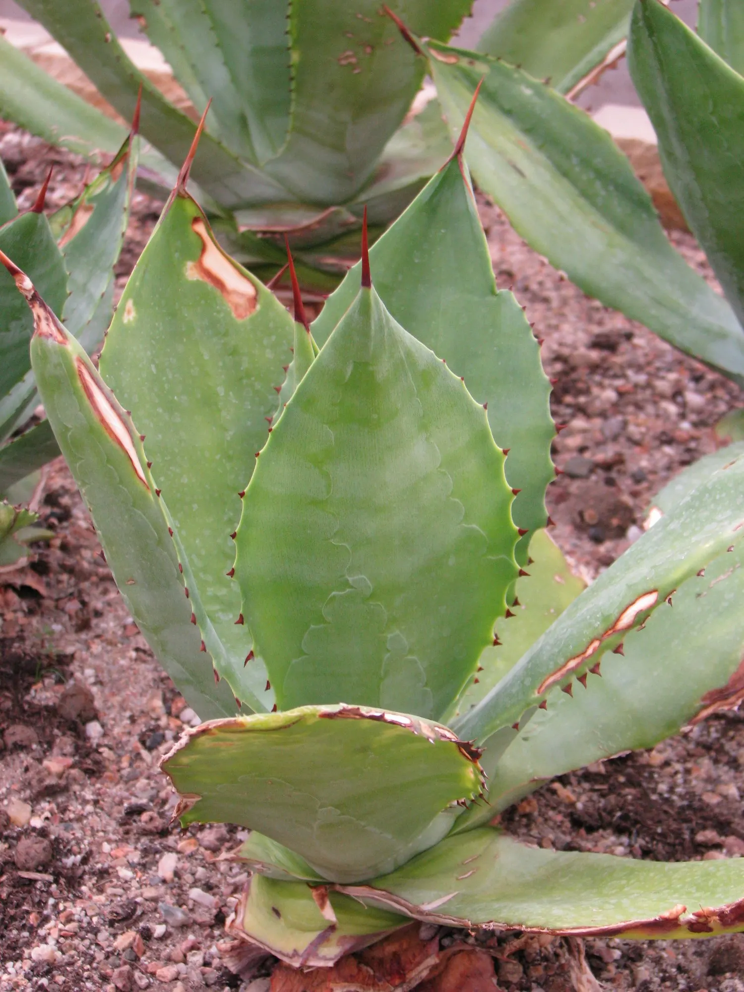 Seemann's Agave (Agave seemanniana) — For best growth, well-draining soil is essential to prevent root rot, a common issue with agaves