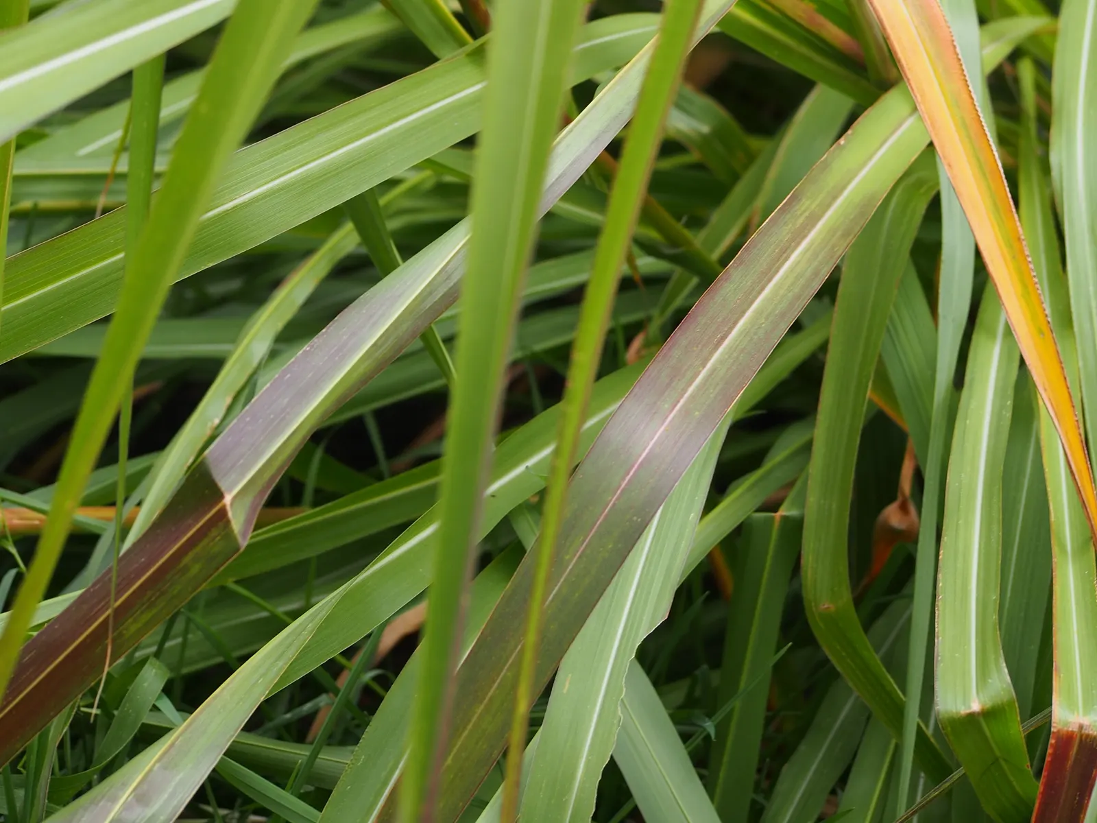 Eastern Gamagrass (Tripsacum Dactyloides) — consider allowing ample space for the grass to spread and showcase its full