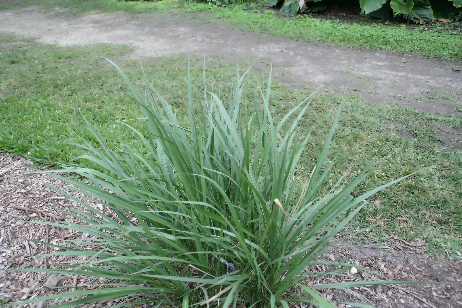 Eastern Gamagrass (Tripsacum Dactyloides) — grass for full or half
