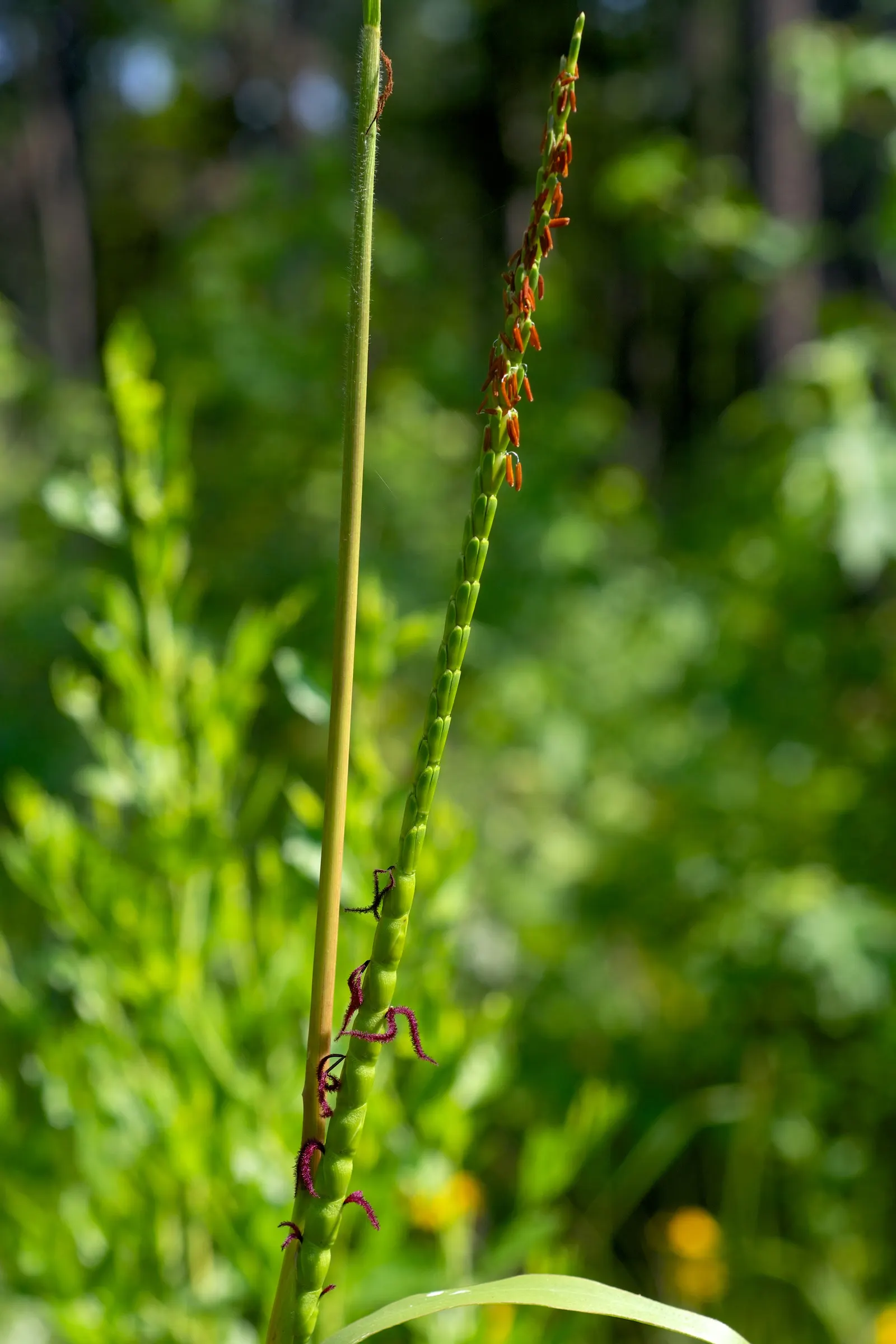 Eastern Gamagrass (Tripsacum Dactyloides) — Eastern Gamagrass (Tripsacum dactyloides) is a robust perennial grass native to North America