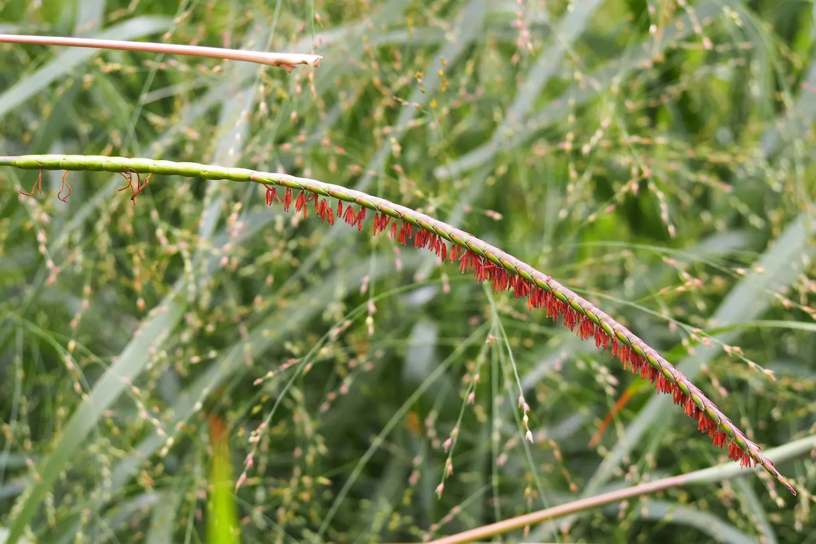 Eastern Gamagrass (Tripsacum Dactyloides) — multi-colored and orange and purple flowers in the garden