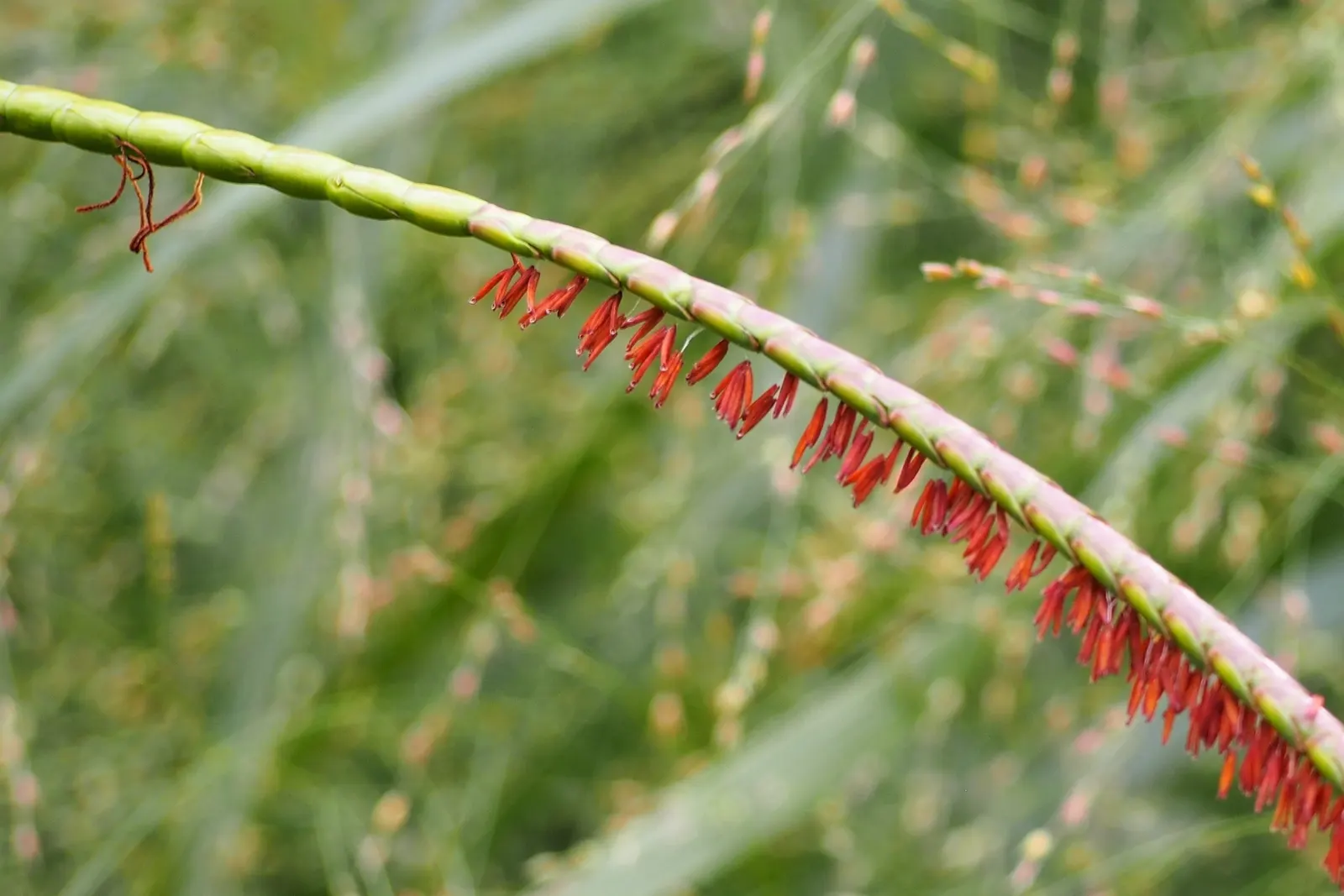 Eastern Gamagrass (Tripsacum Dactyloides) — grass with multi-colored and orange and purple blooms