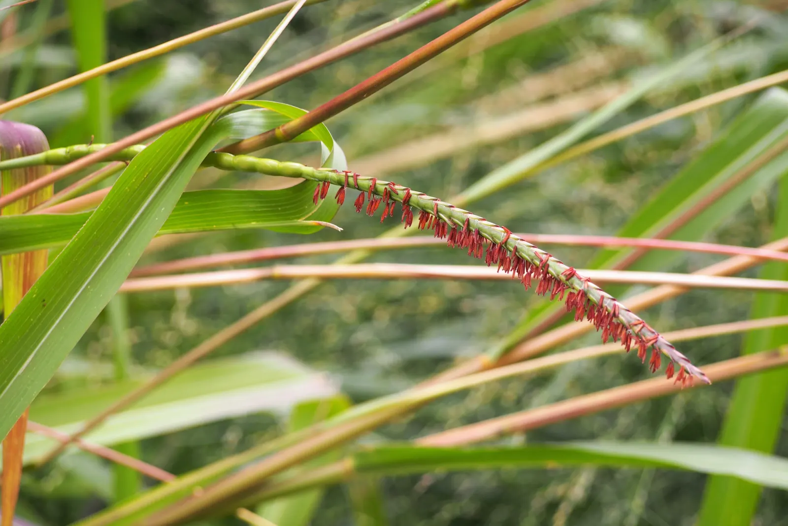 Eastern Gamagrass (Tripsacum Dactyloides) — Its distinctive flower spikes emerge in summer, adding textural contrast