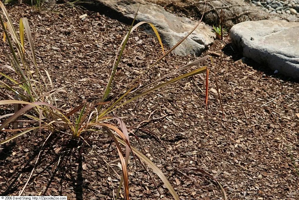 Eastern Gamagrass (Tripsacum Dactyloides) — Eastern Gamagrass is a dynamic planting choice that assures year-round interest and ecological benefits