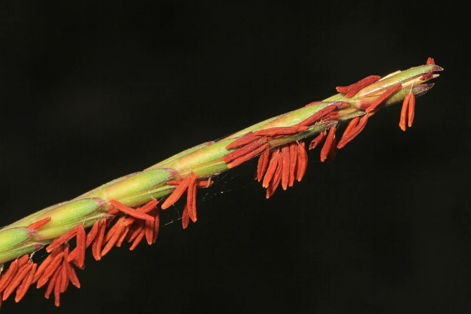 Eastern Gamagrass (Tripsacum Dactyloides) — particularly birds and butterflies