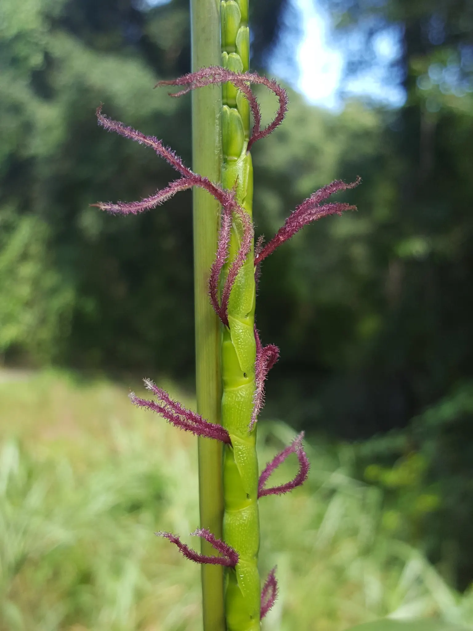 Eastern Gamagrass (Tripsacum Dactyloides) — When incorporating into garden designs