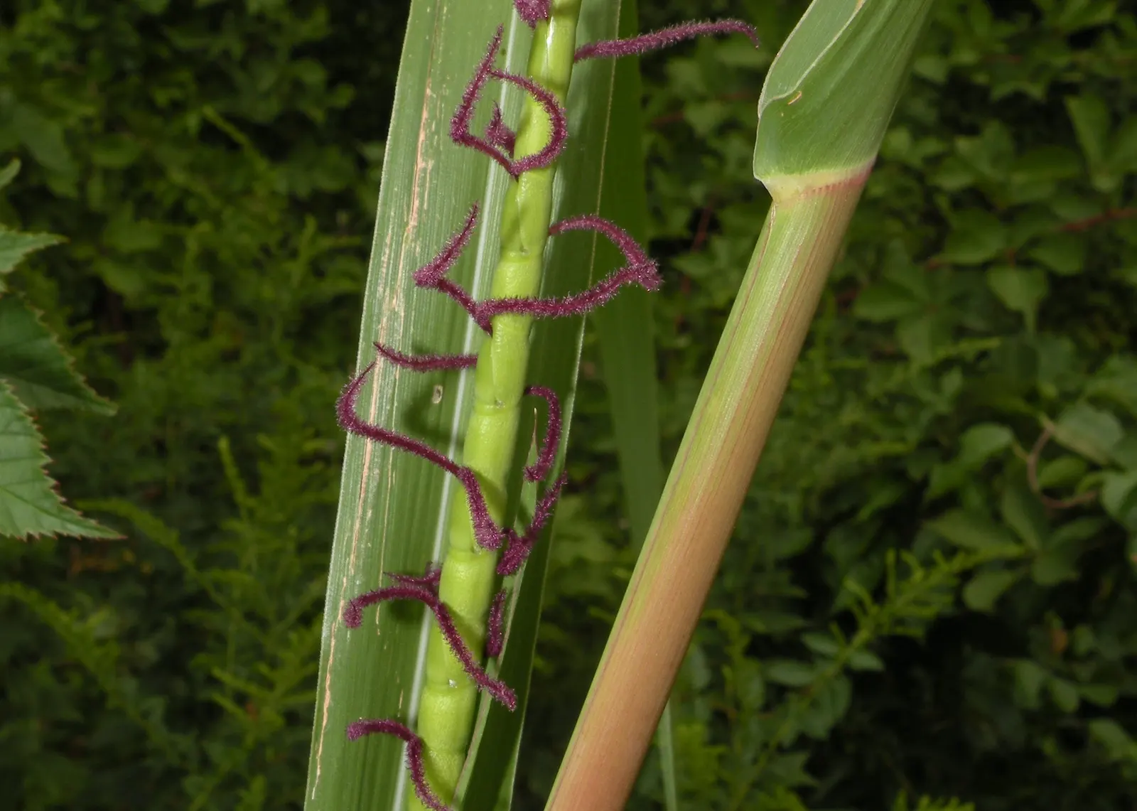 Eastern Gamagrass (Tripsacum Dactyloides) — In addition to its aesthetic appeal