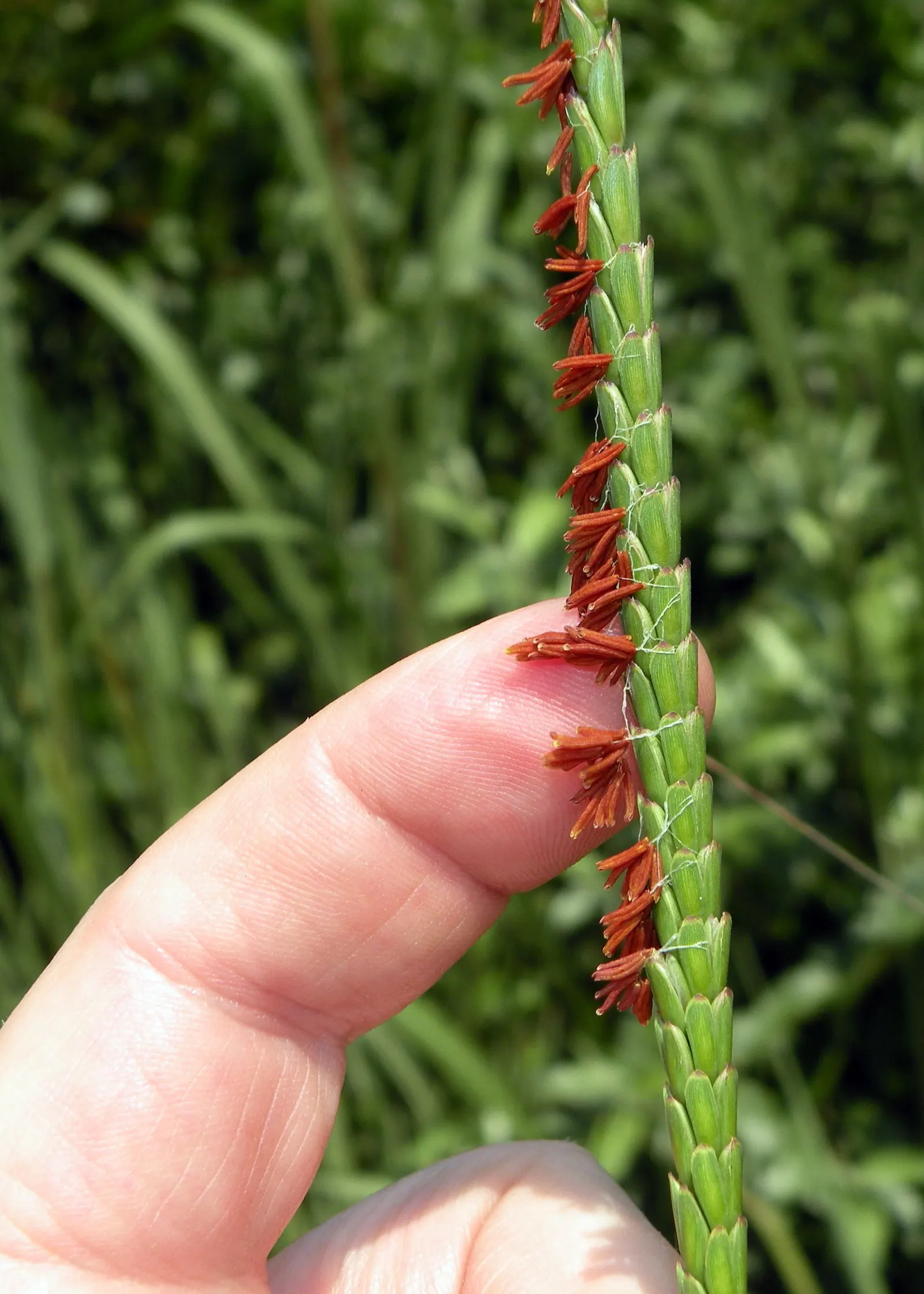 Eastern Gamagrass (Tripsacum Dactyloides) — though it thrives in moist