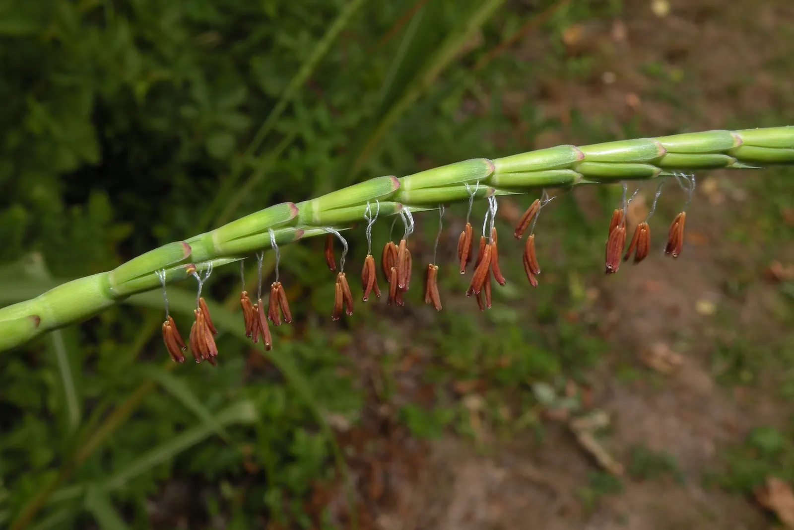 Eastern Gamagrass (Tripsacum Dactyloides) — arching leaves and reaching 4-6 feet in height
