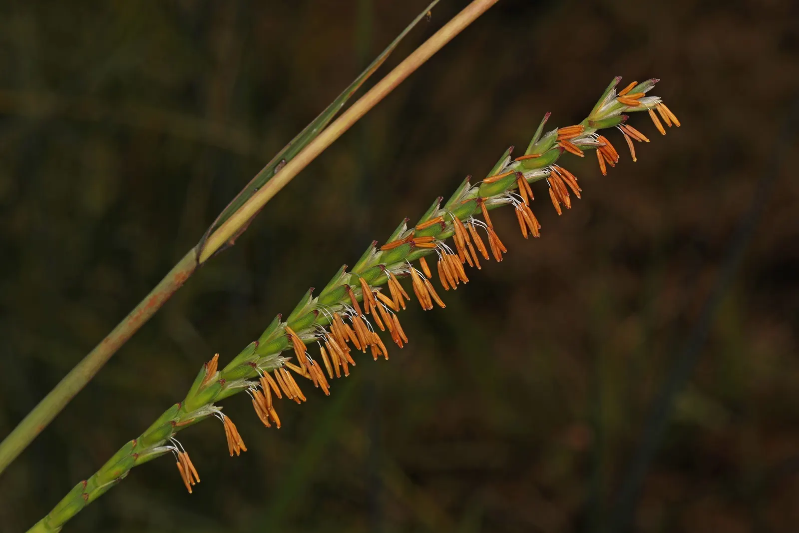 Eastern Gamagrass (Tripsacum Dactyloides) — by providing habitat and food sources