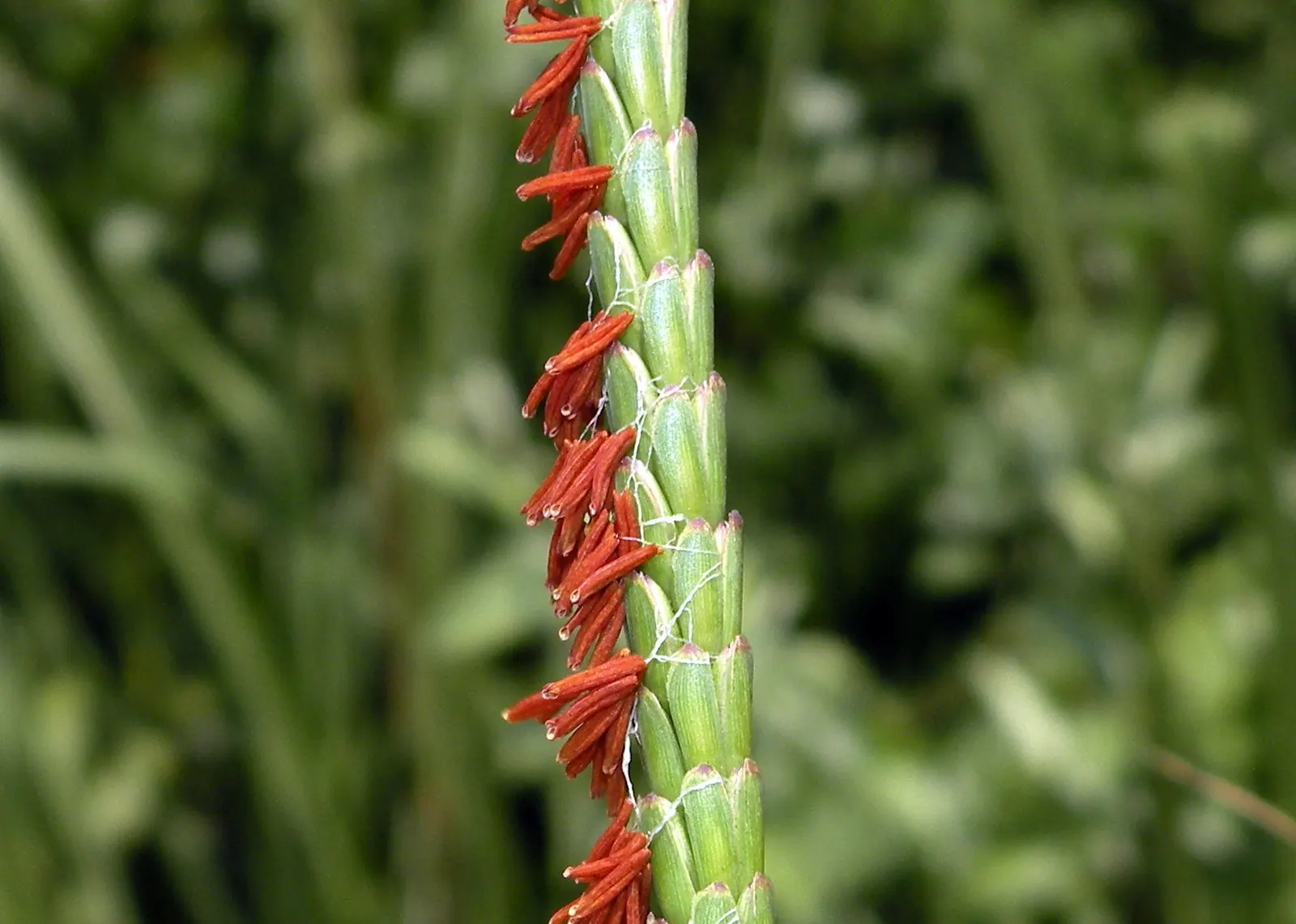 Eastern Gamagrass (Tripsacum Dactyloides) — It is hardy in USDA zones 5 through 9 and demonstrates a robust growth rate
