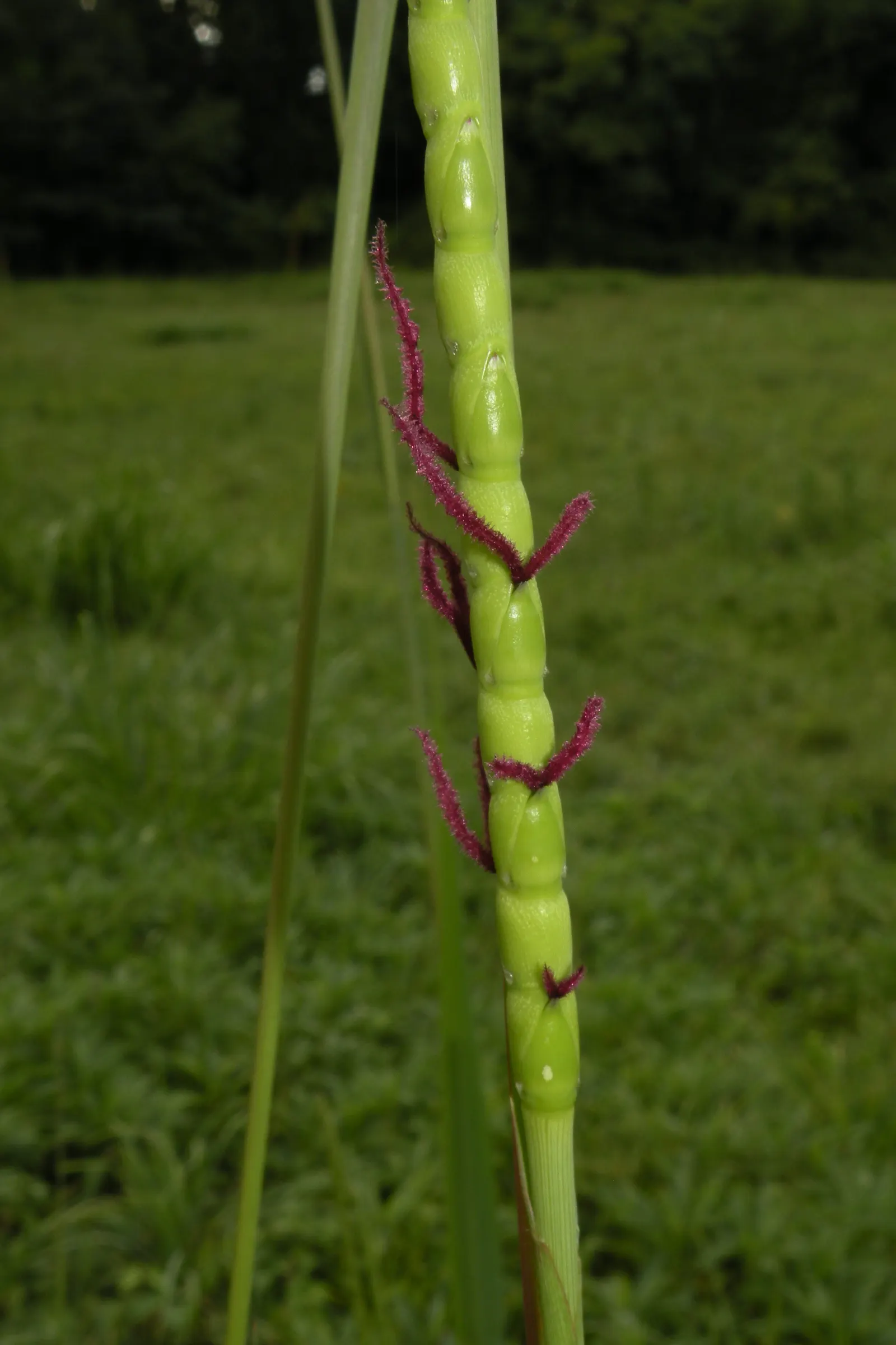 Eastern Gamagrass (Tripsacum Dactyloides) — It is ideal for naturalistic plantings and erosion control, requiring minimal upkeep once established
