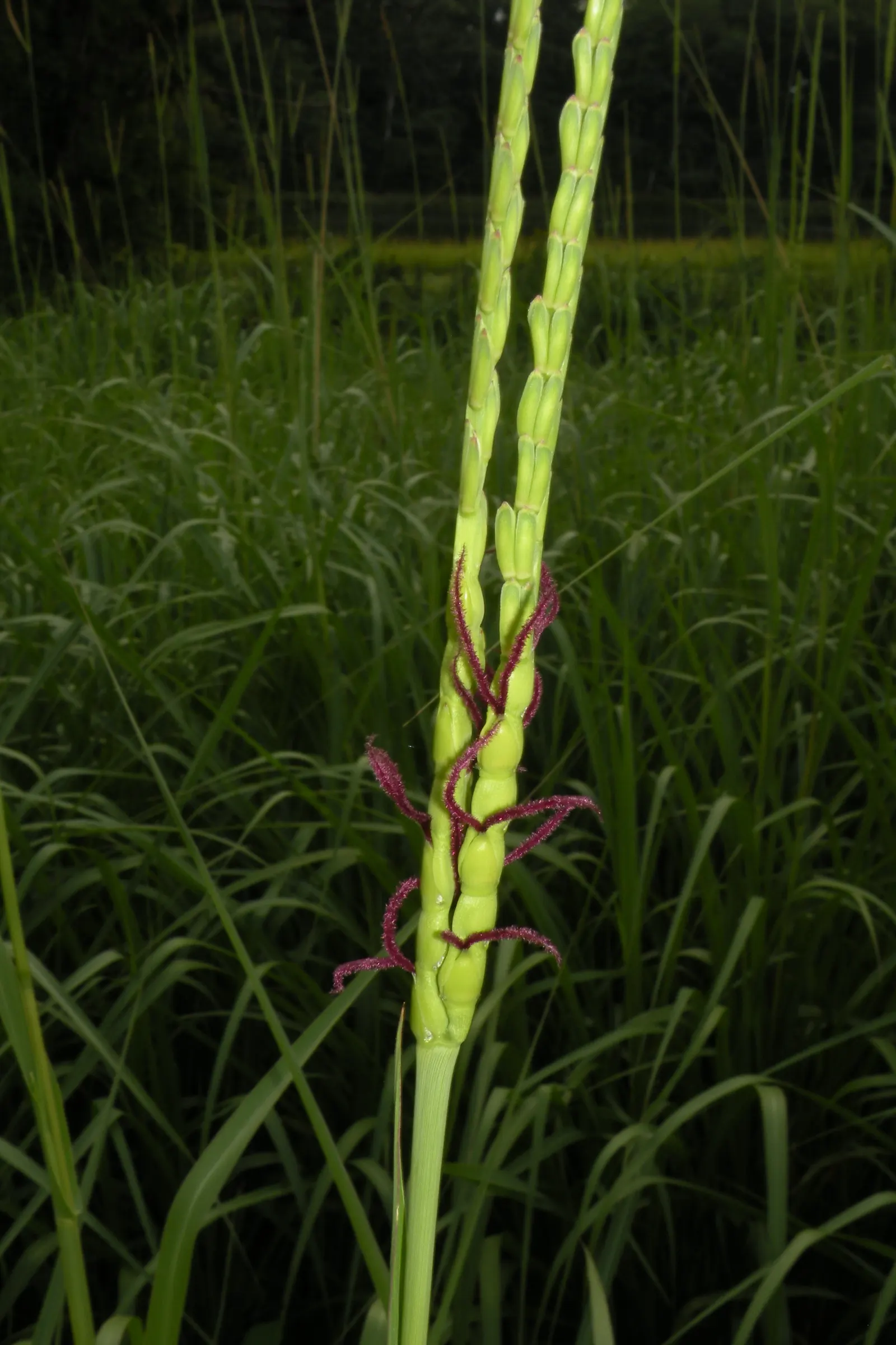 Eastern Gamagrass (Tripsacum Dactyloides) — A member of the Poaceae family